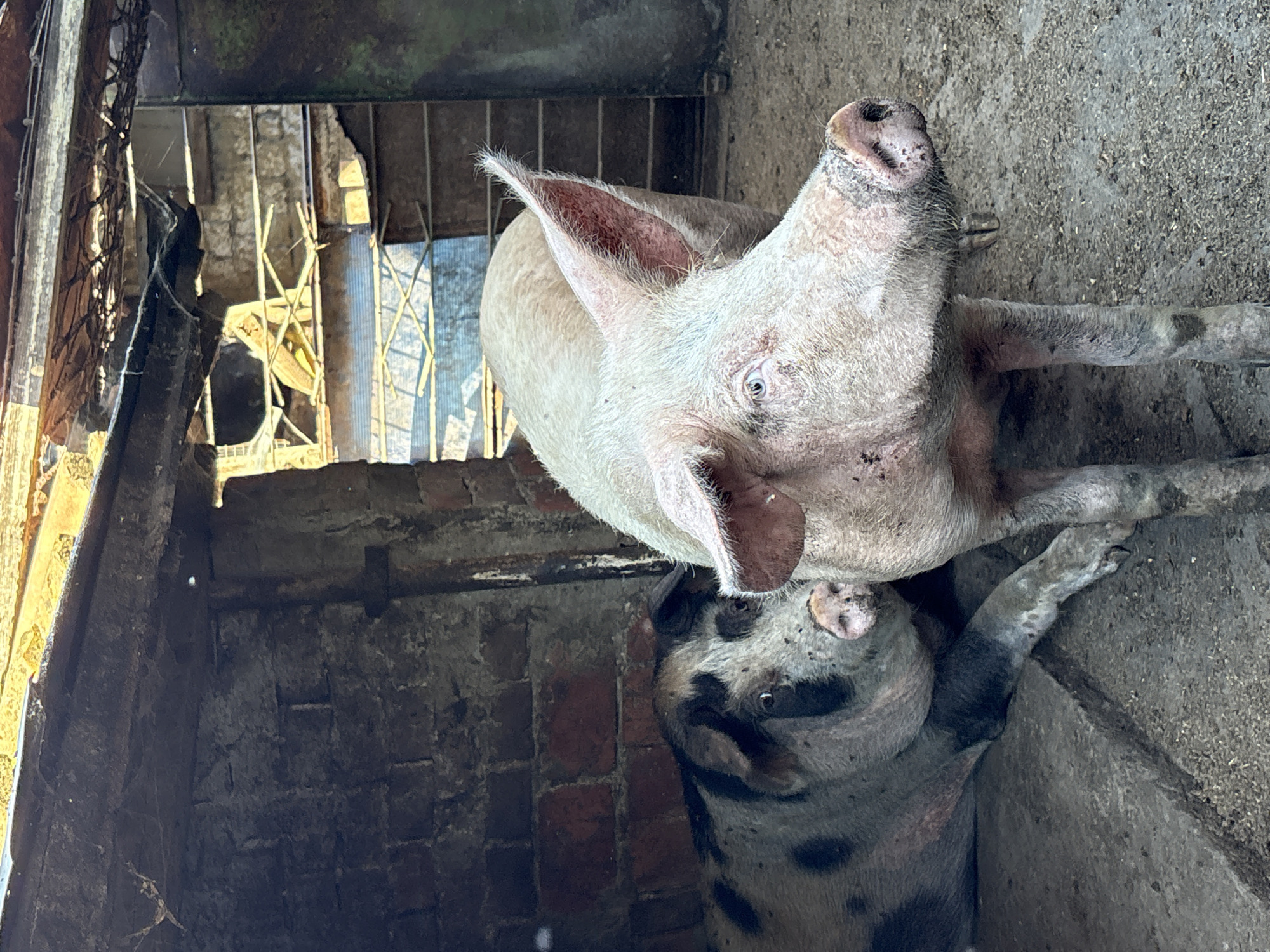 Two pigs in a rustic brick barn in rural Bulgaria.