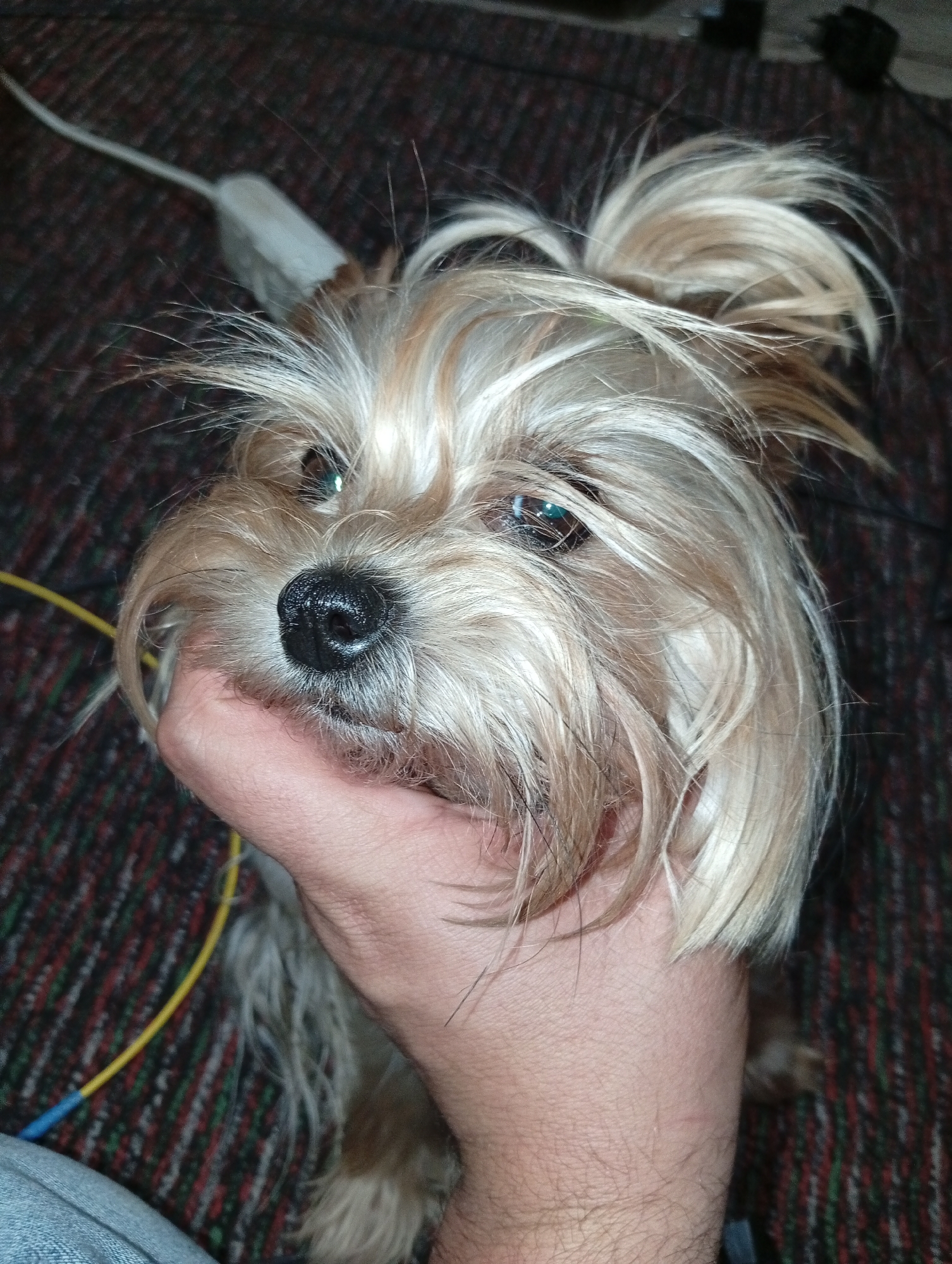 Yorkshire Terrier puppy hanging out in Tashkent