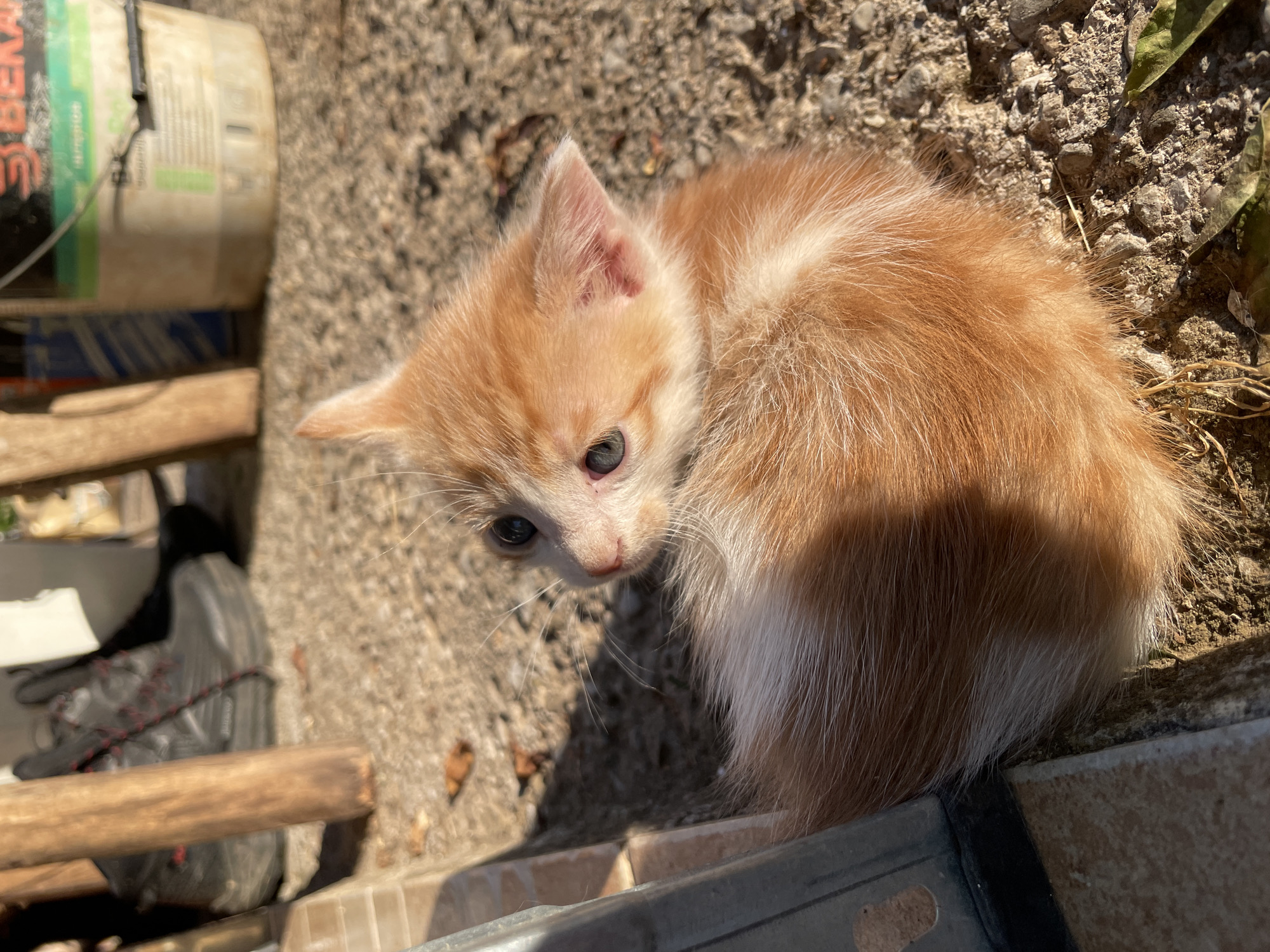 Curious ginger kitten photographed in Danilovgrad, Montenegro