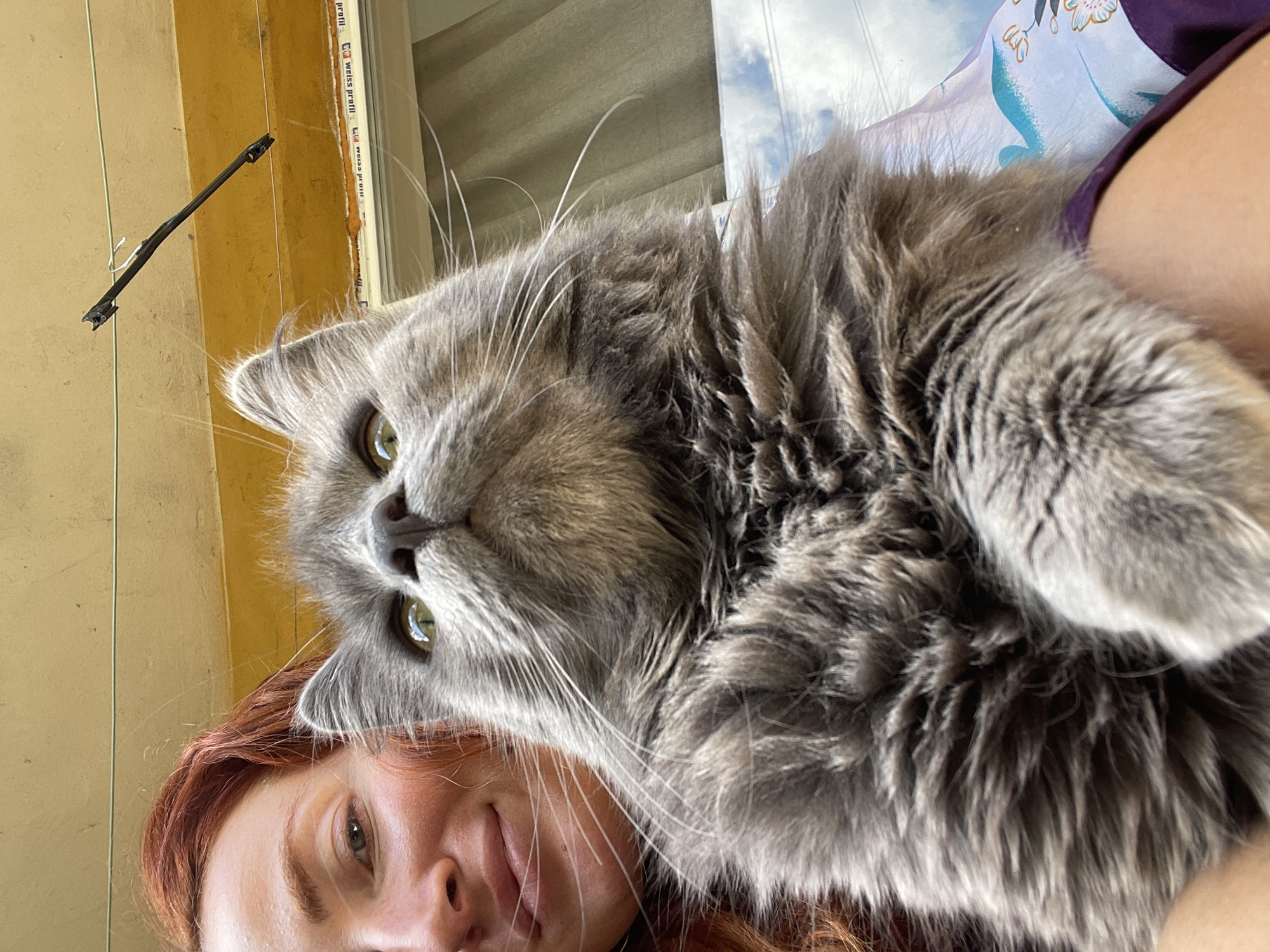Person holds grey cat in Pernik, Bulgaria