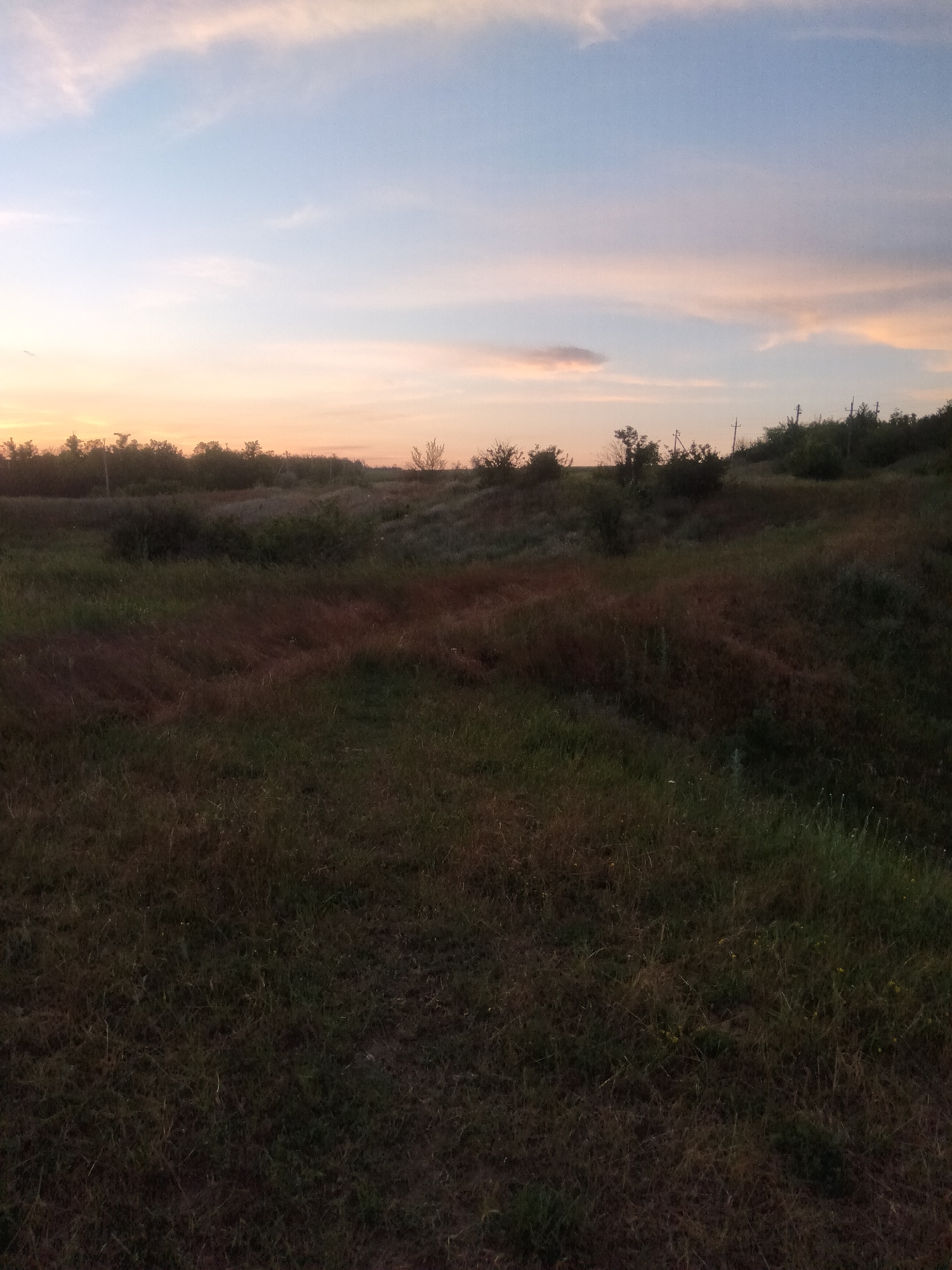 Sunset stroll through fields, flowers, and cats in rural Ukraine