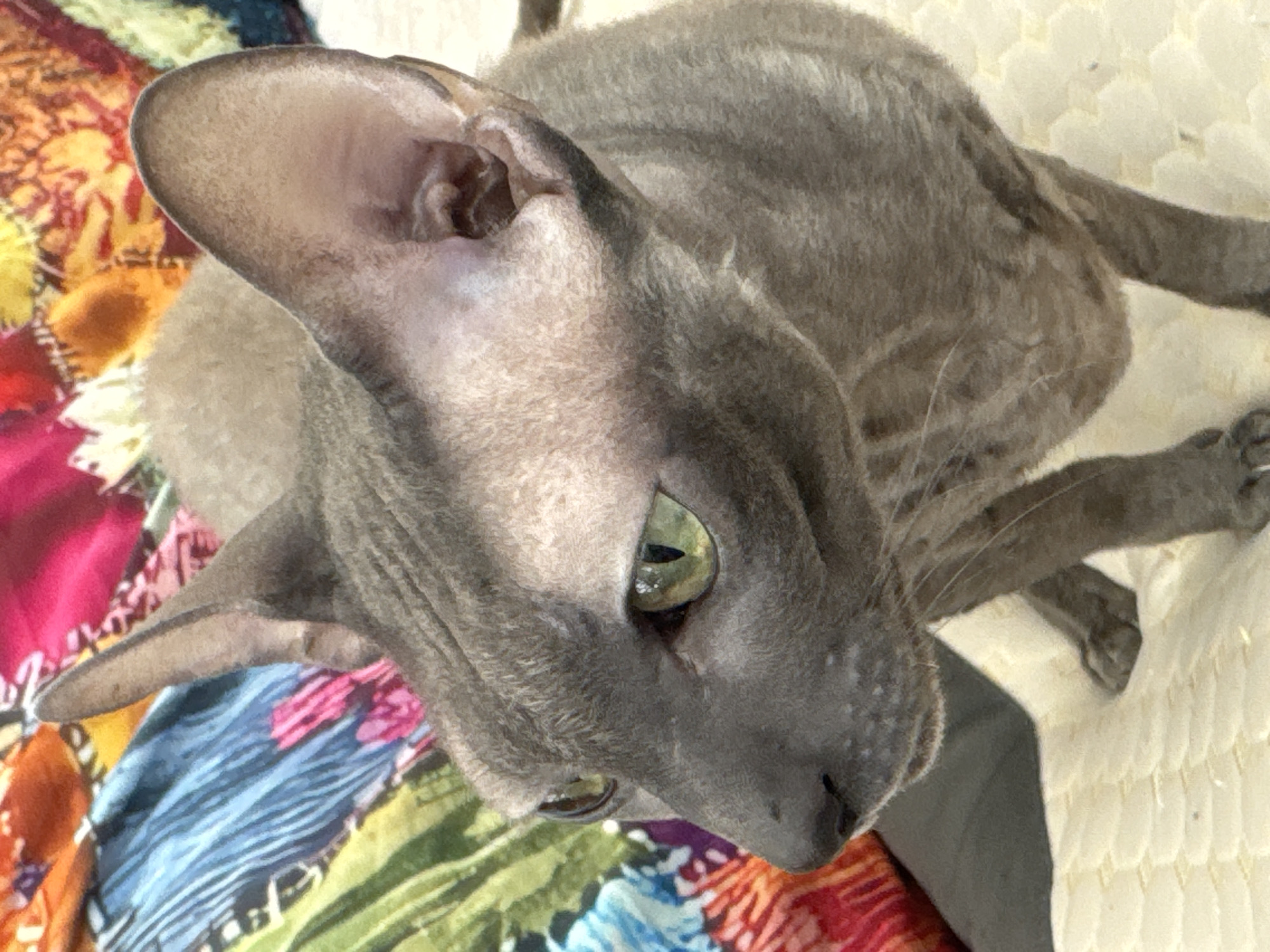 Two cats photographed together on patterned fabric in Ramat Gan
