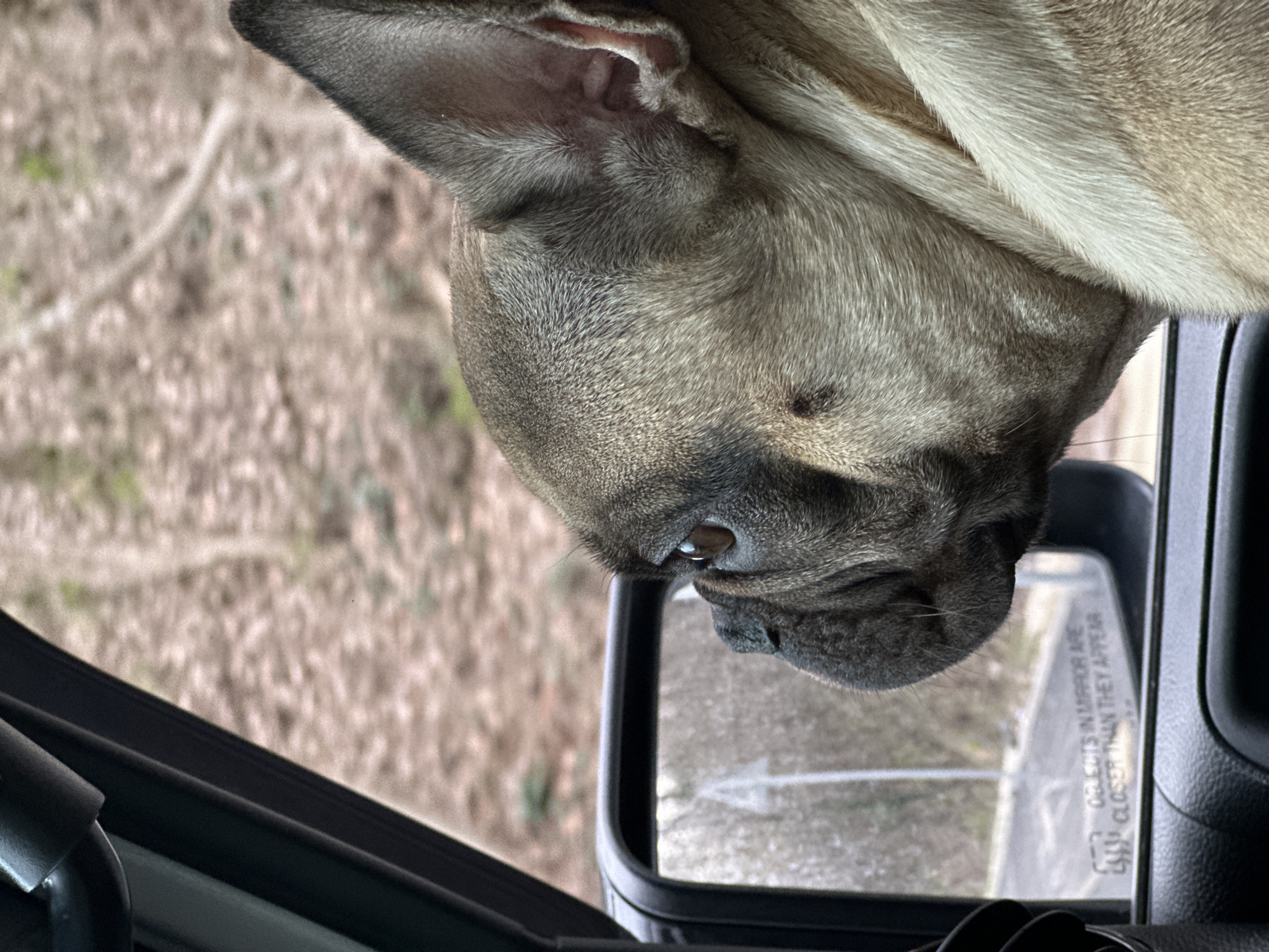 French Bulldog investigates car mirror in Varna