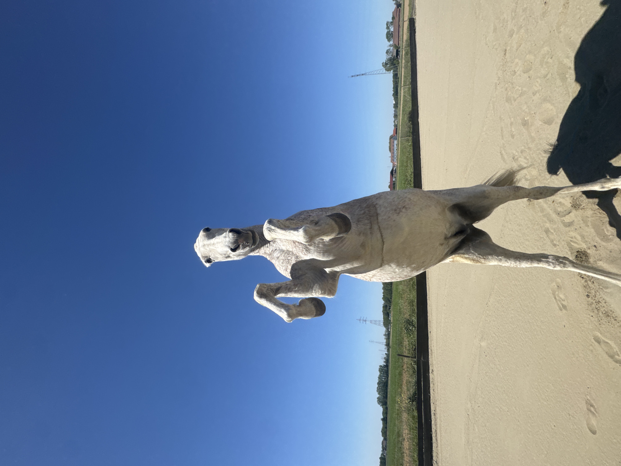 Horse displays natural behaviors in Belgian riding arena