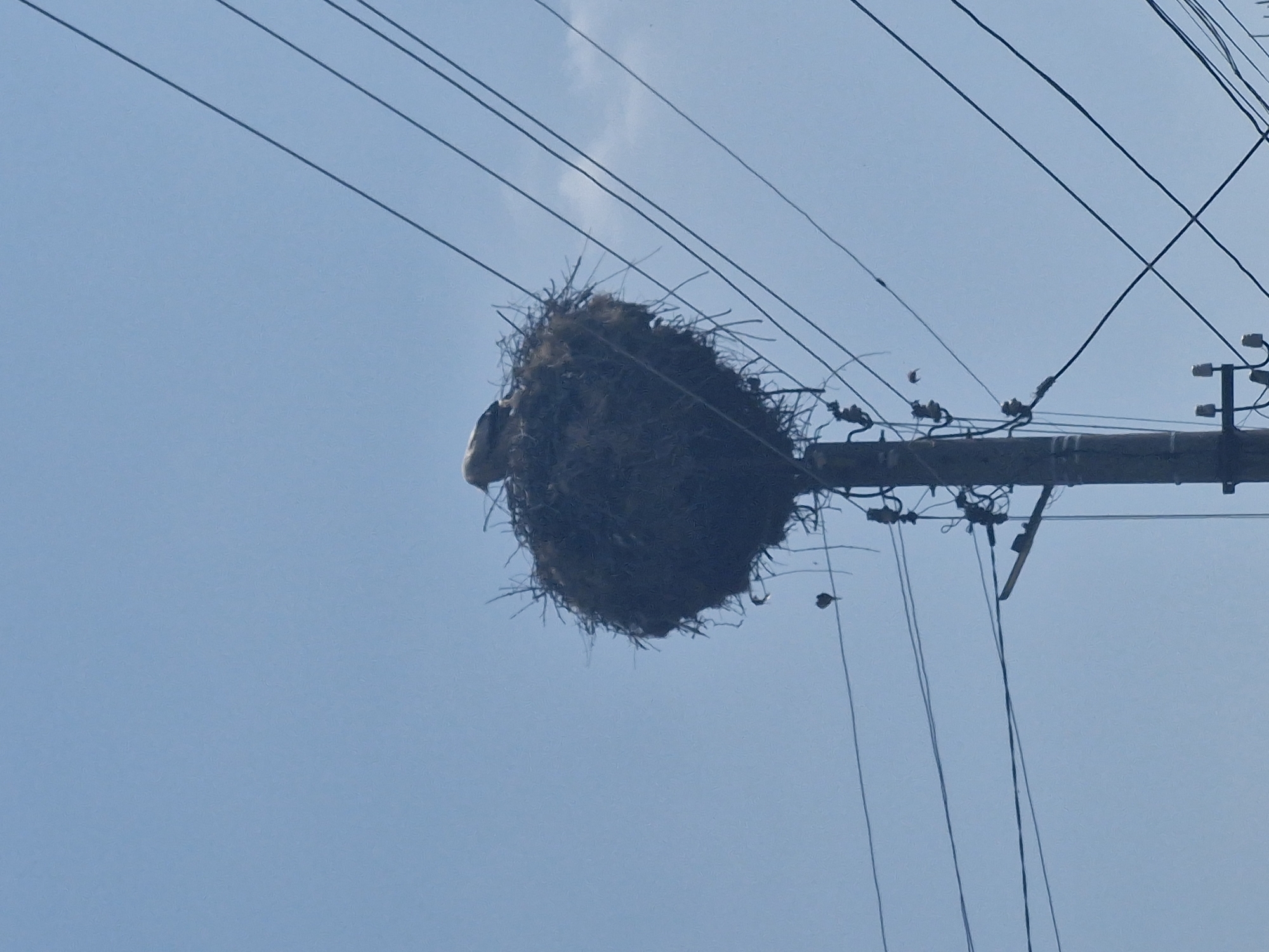 Bird nest on utility pole, art on yellow wall observed