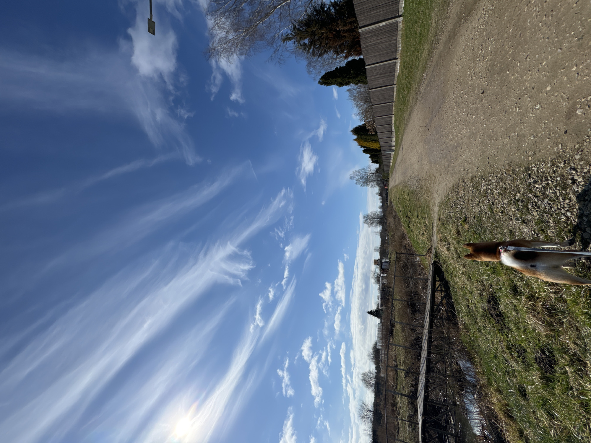 Dog walker spotted with Shiba Inu in Carnikava Latvia