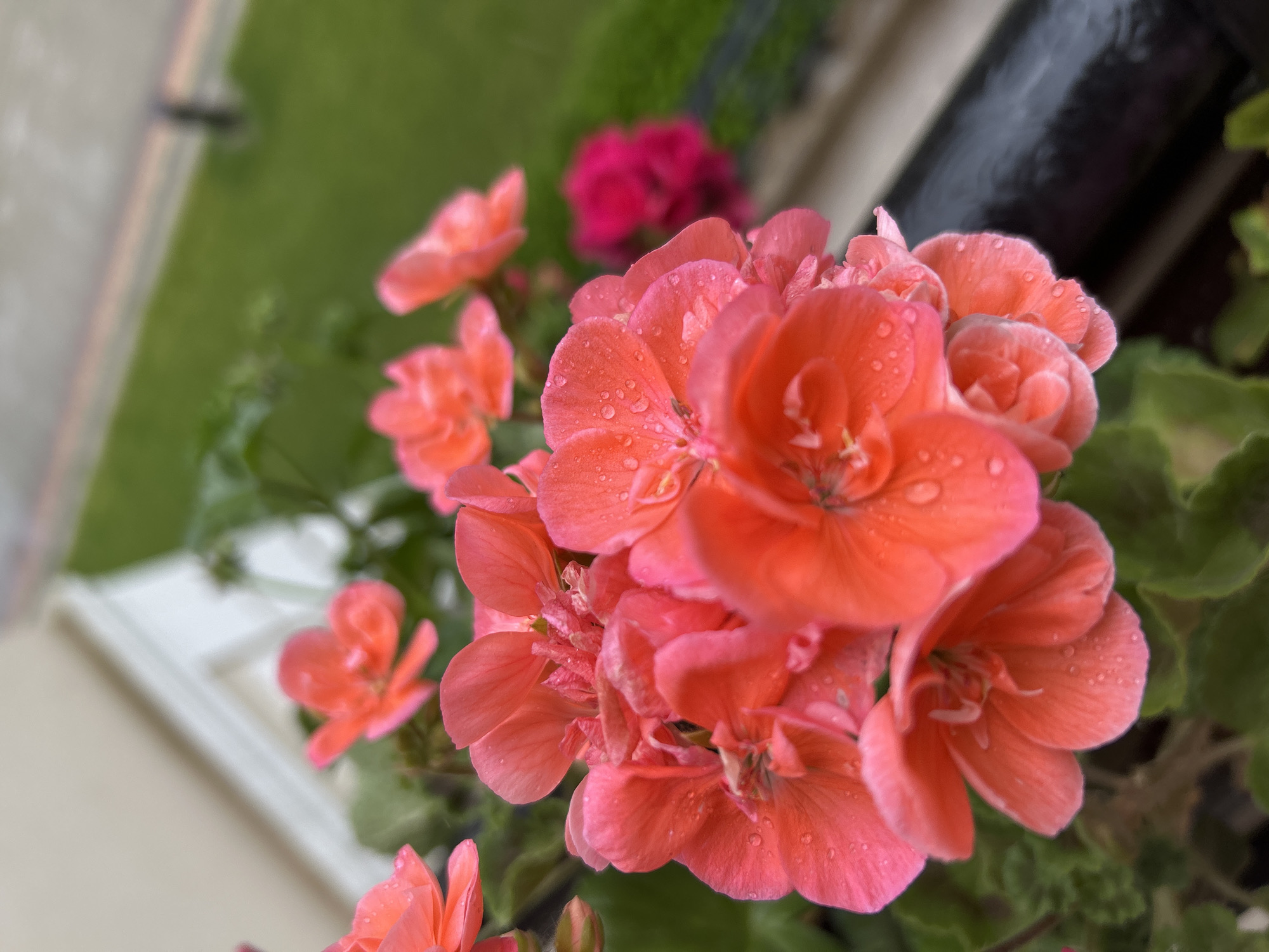 Morning dew covers colorful geraniums on Plovdiv balcony