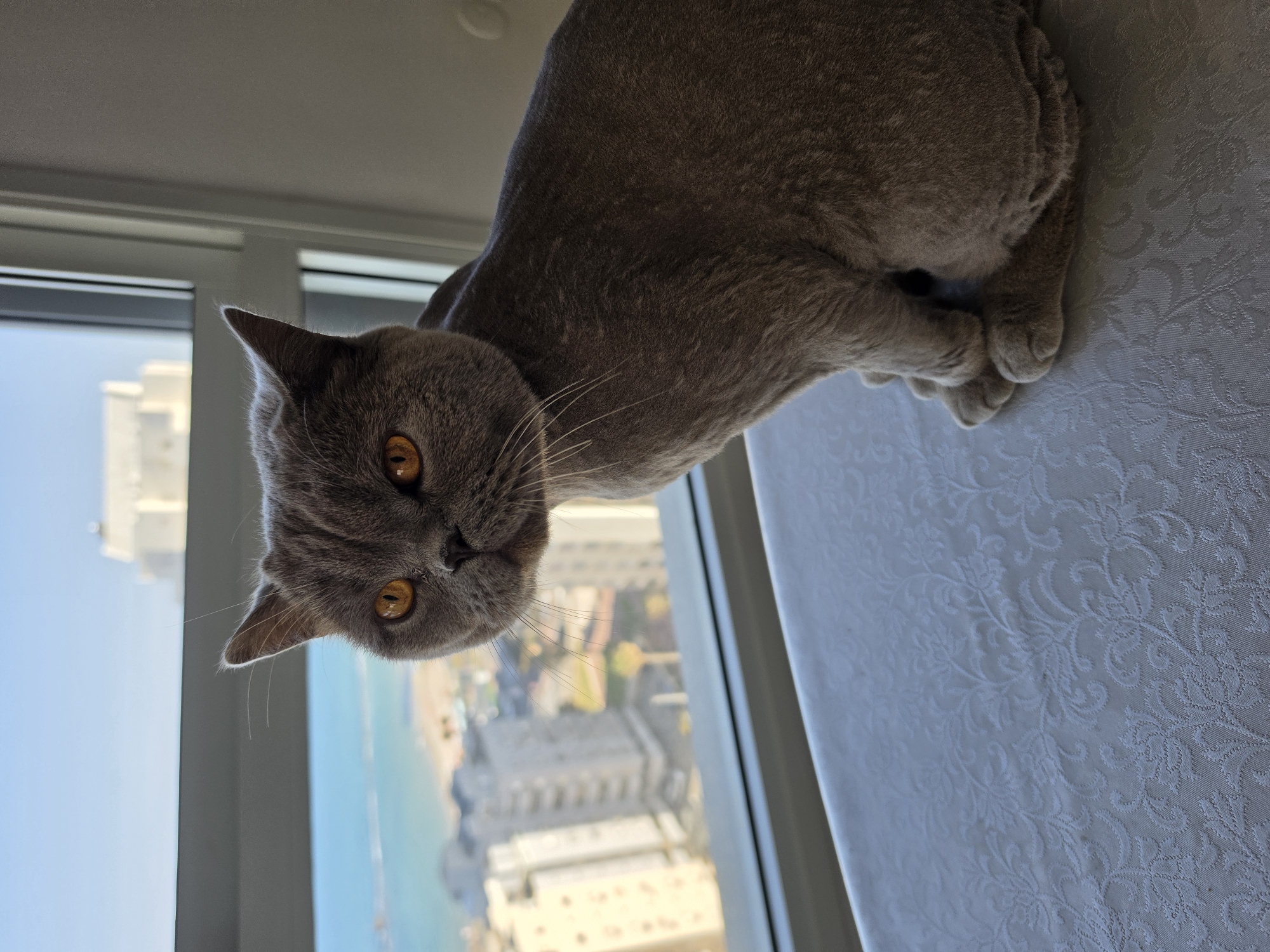 Gray British Shorthair cat rests on floral surface