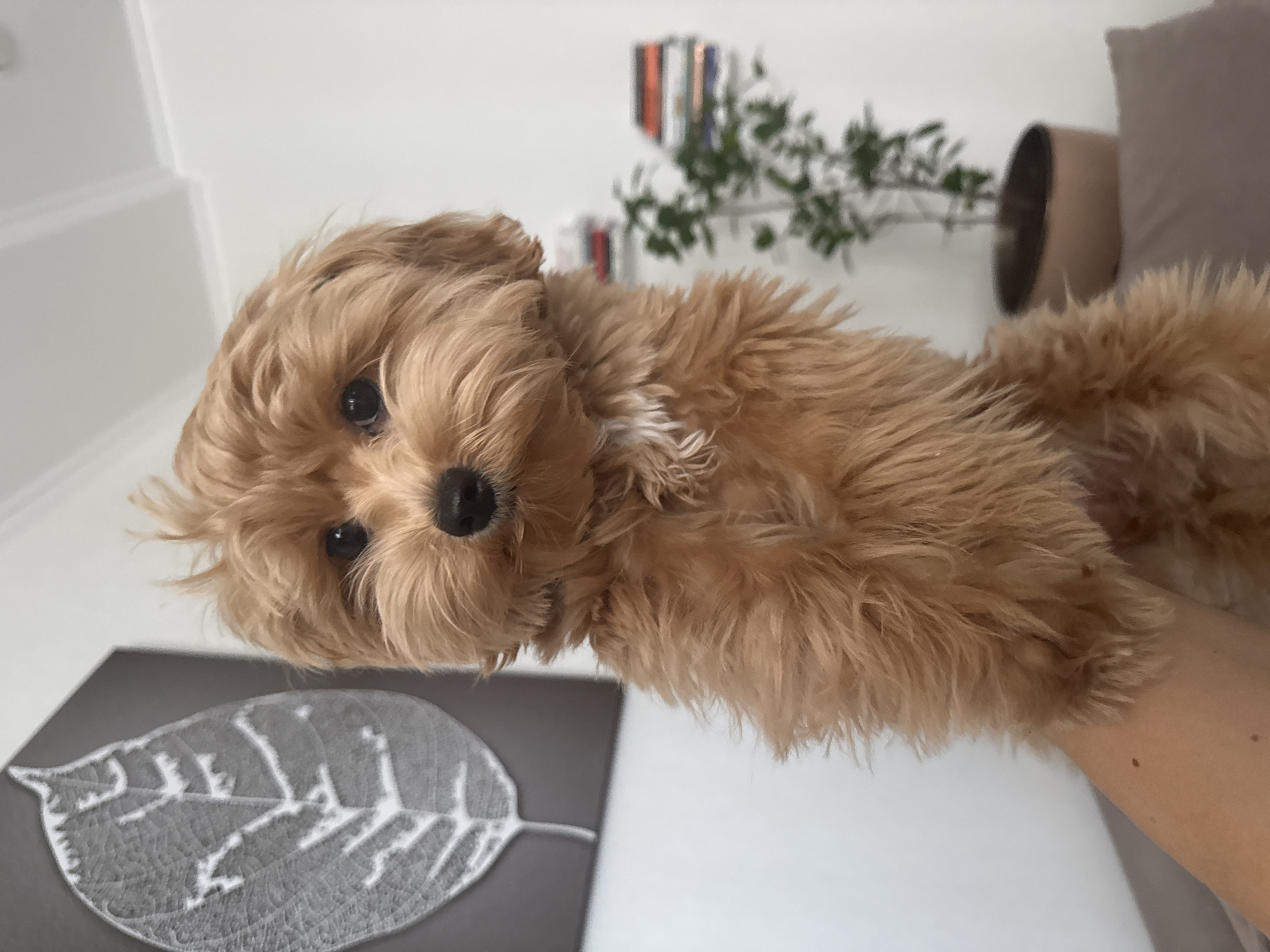 Small fluffy dog photographed with human hand in Surgut