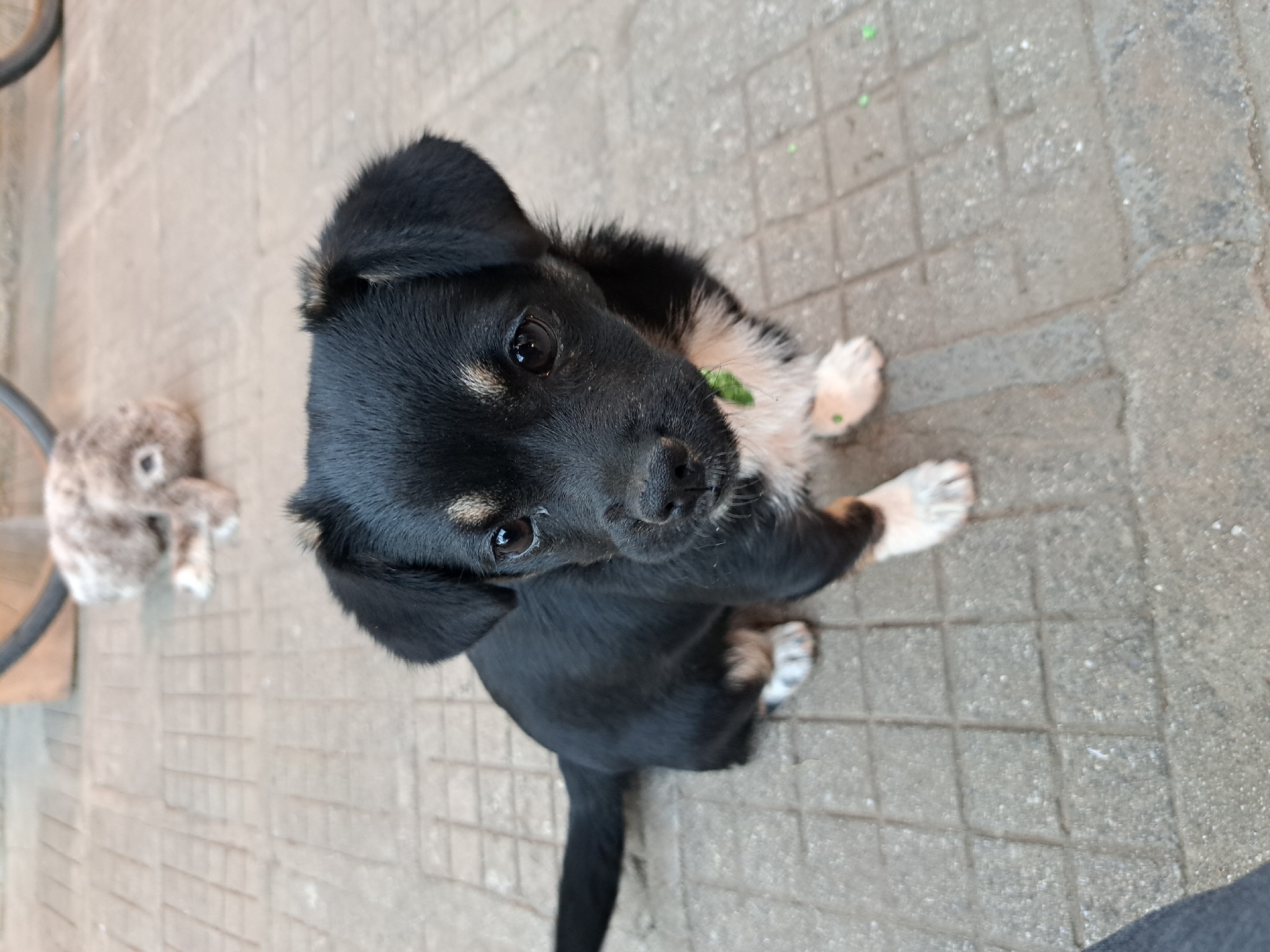 Puppies filmed playing with toys in Bulgarian village