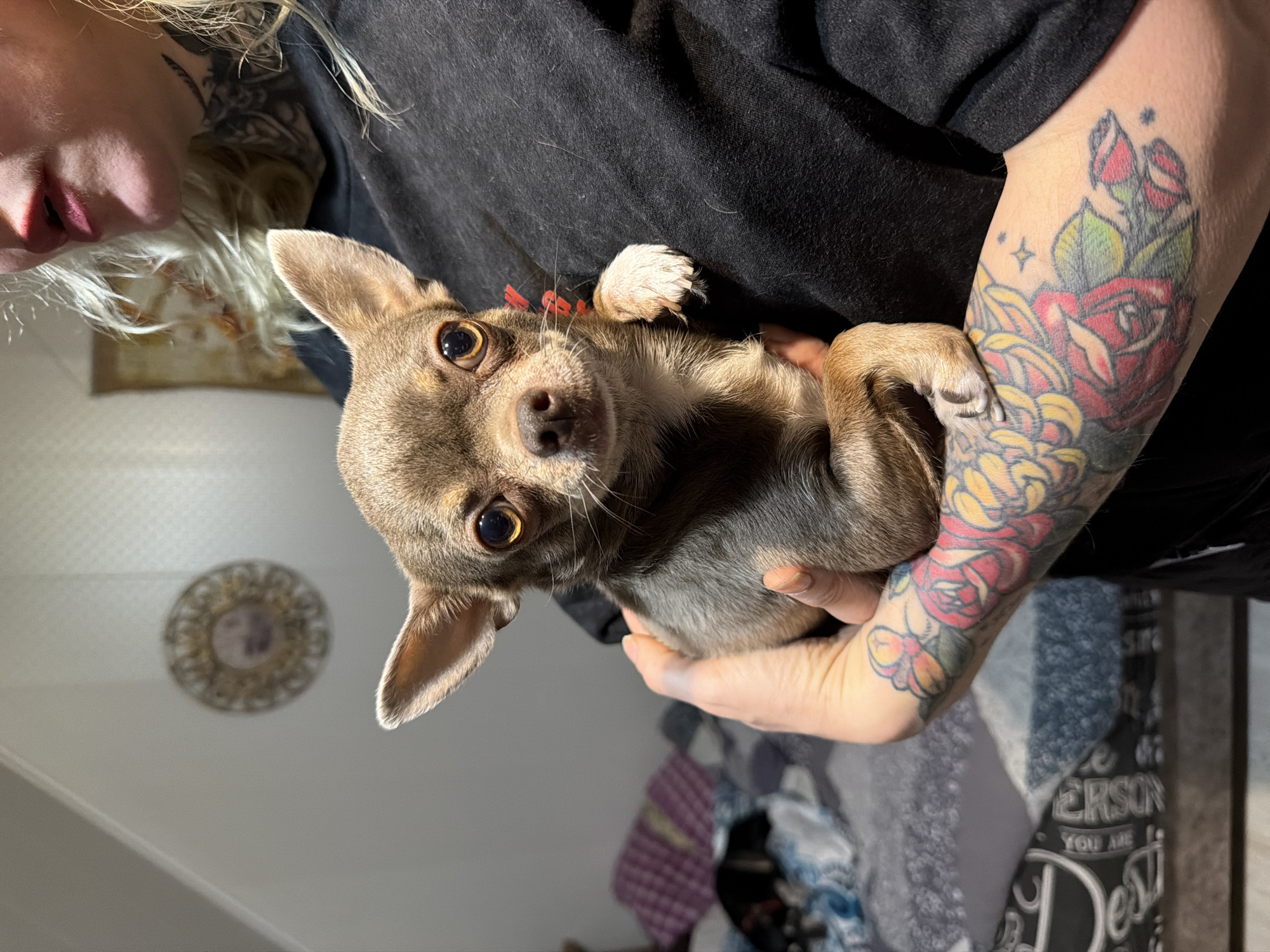 Person holds brown chihuahua in Koshelevichi, Russia