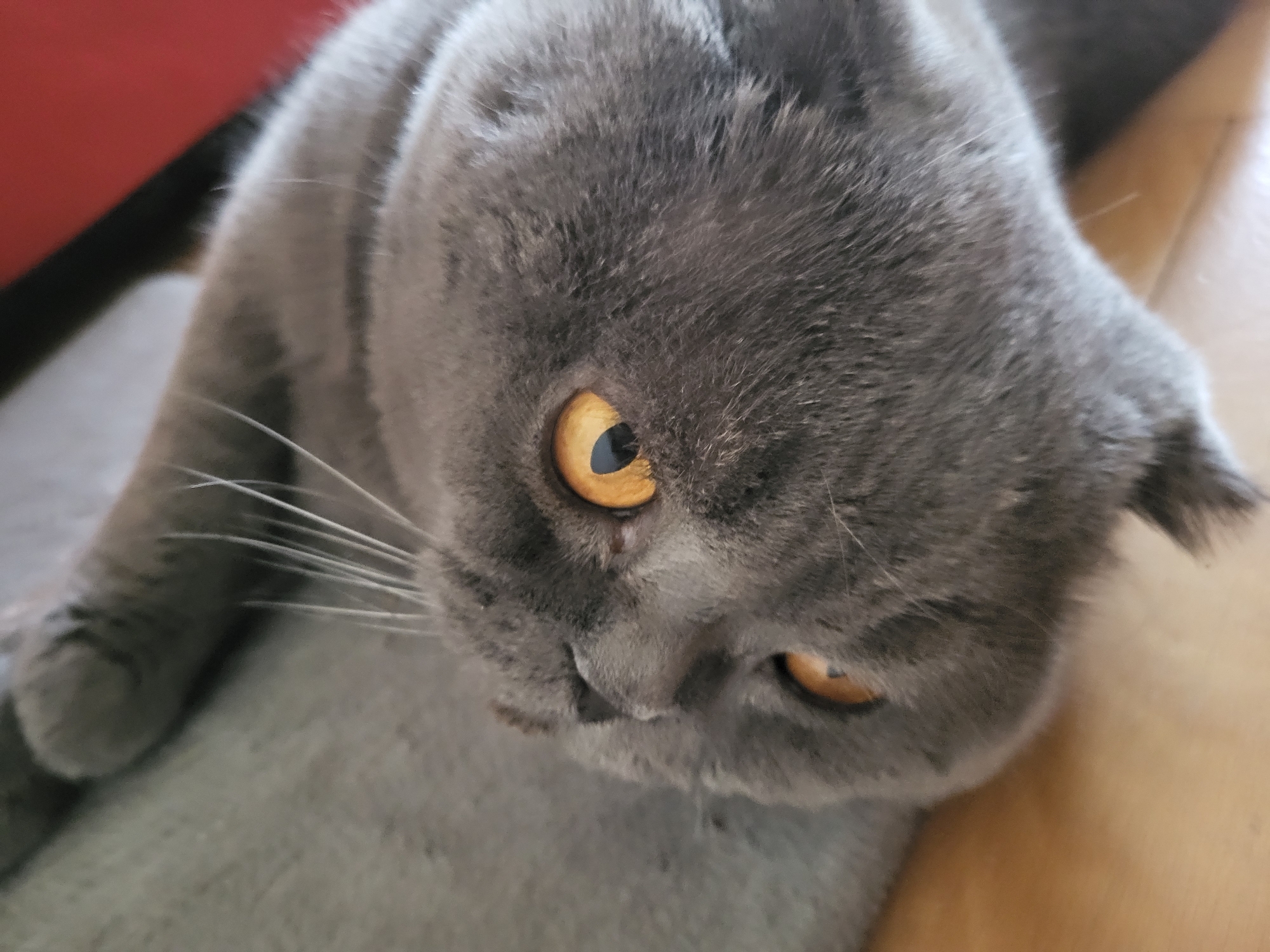 Grey Cat Plays and Rests Indoors During Afternoon Hours