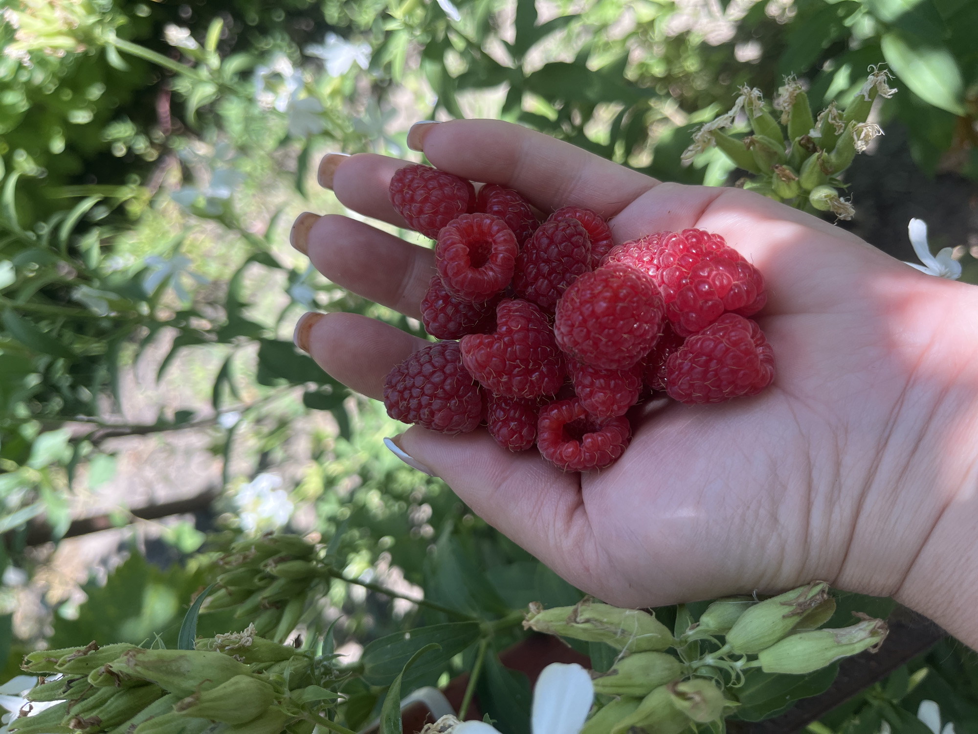 Summer berry picking and a terrier in a Stavropol garden