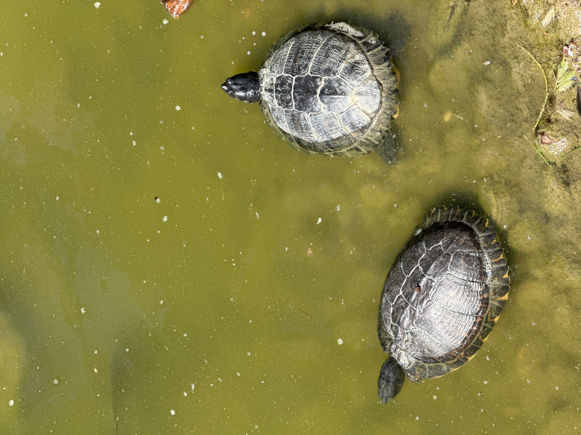 Lazy afternoon at Retiro: turtles, swans, fountains, and stone sculptures.