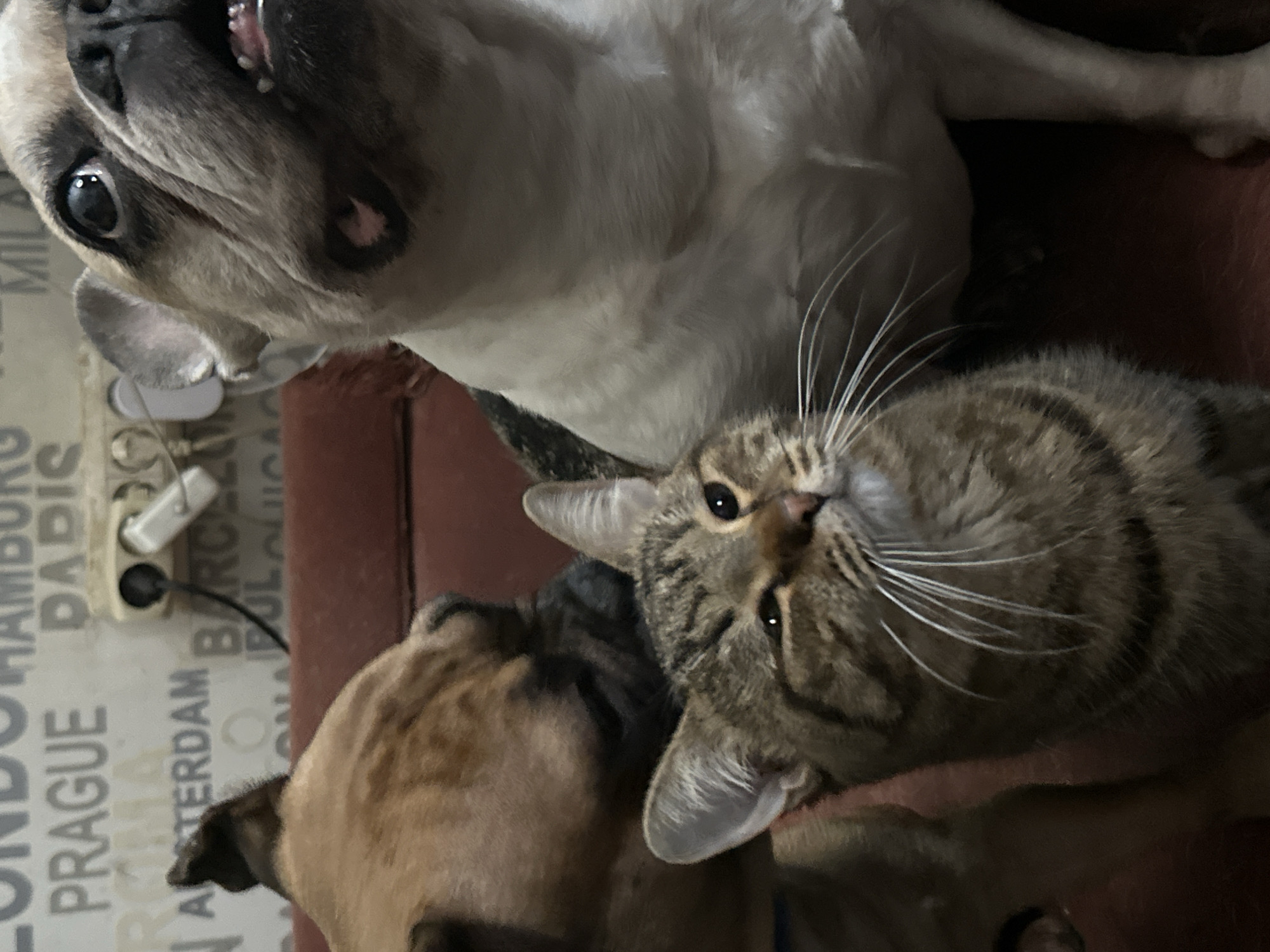 Moscow resident captures playful evening selfies with cat and dog