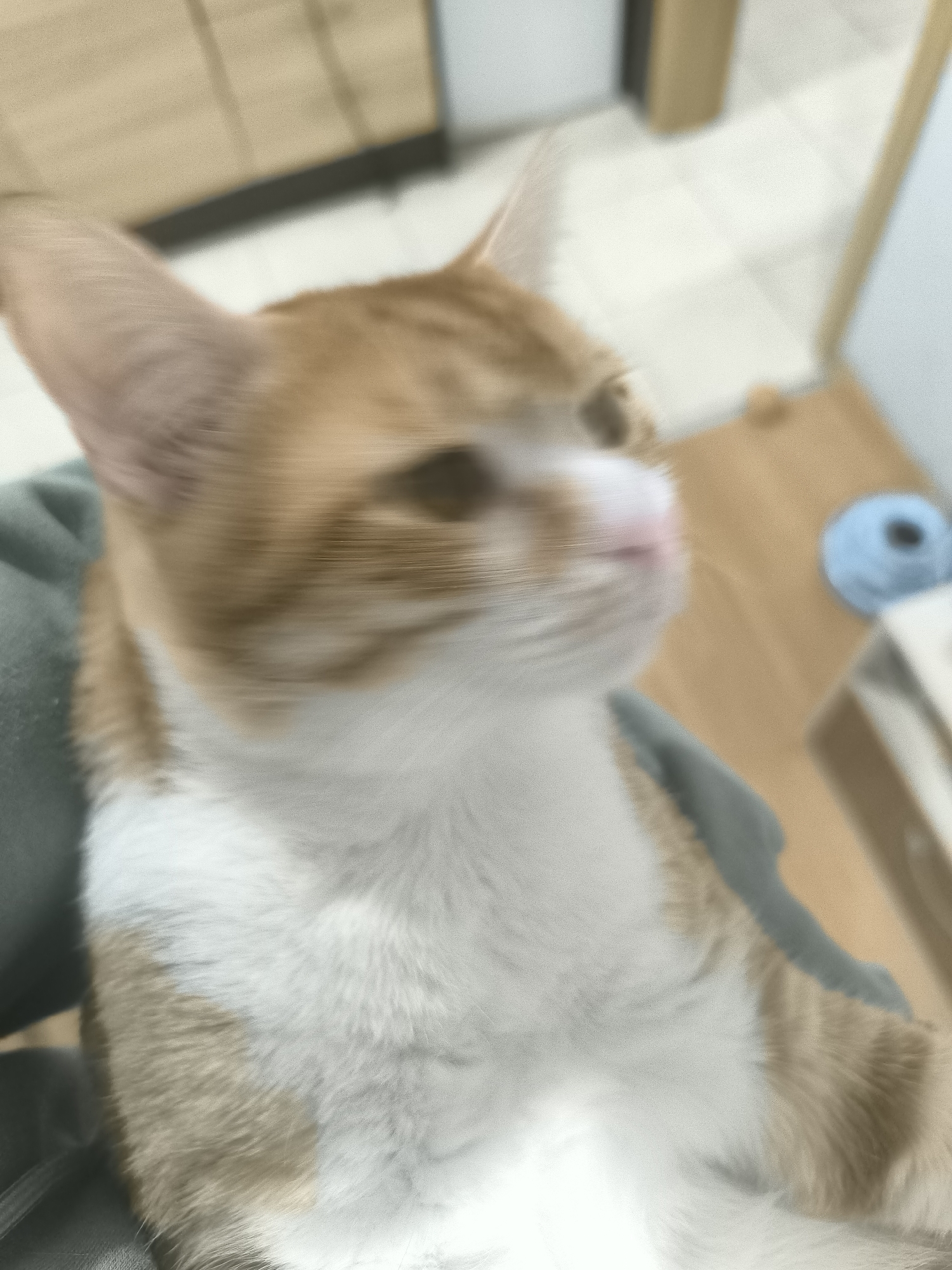 Orange tabby cat explores Varna home during evening hours