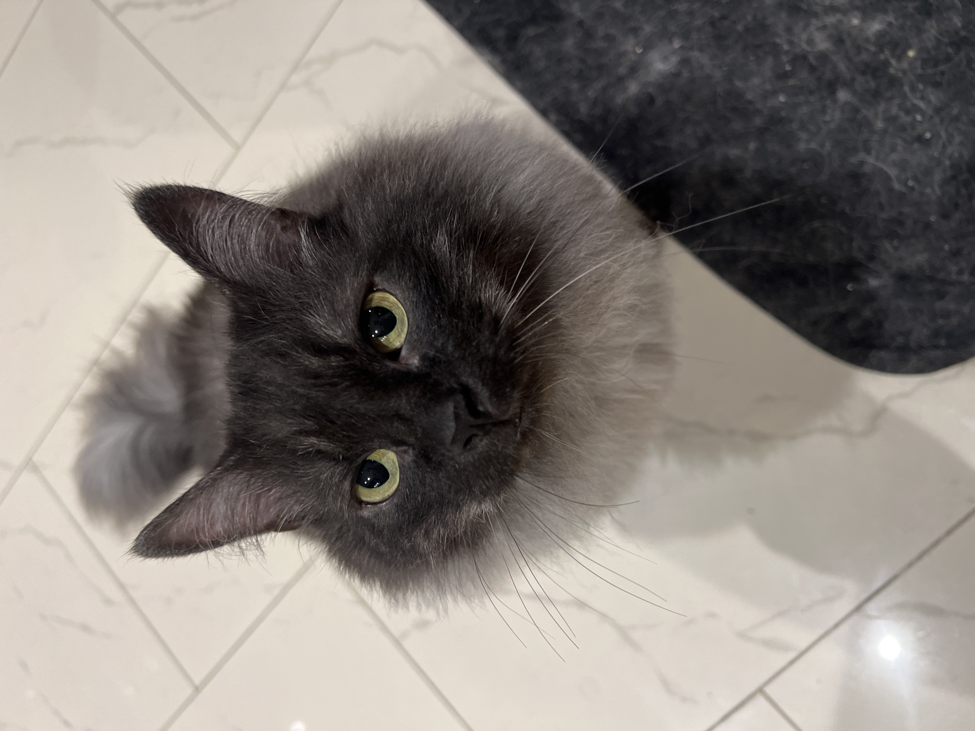 Cats, a dog, and aquarium fish at home in Saint Vith