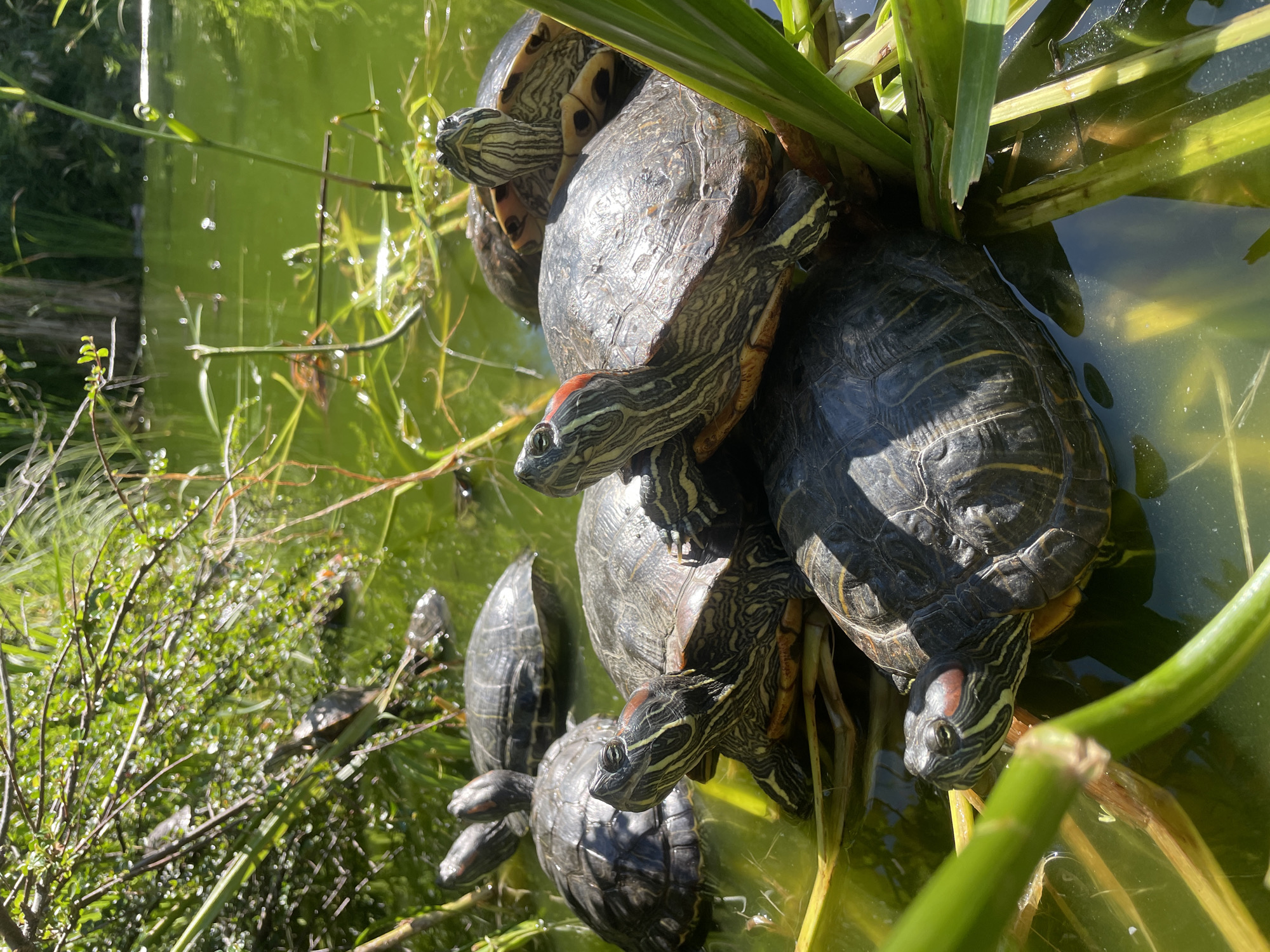 Turtles, street cats, and a sculpture stop in Sochi
