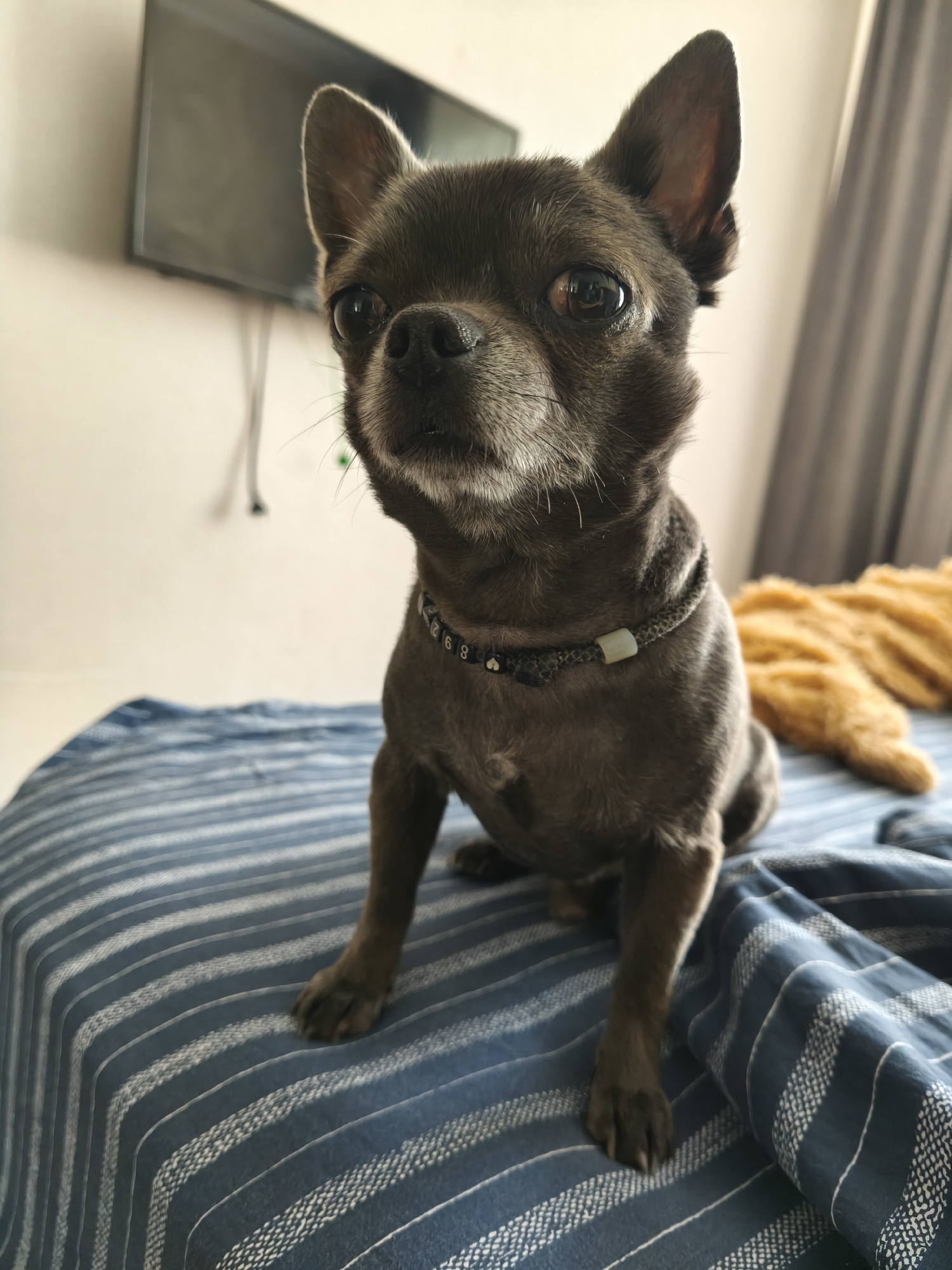 Chihuahua lounges on striped bedding in an Almaty home