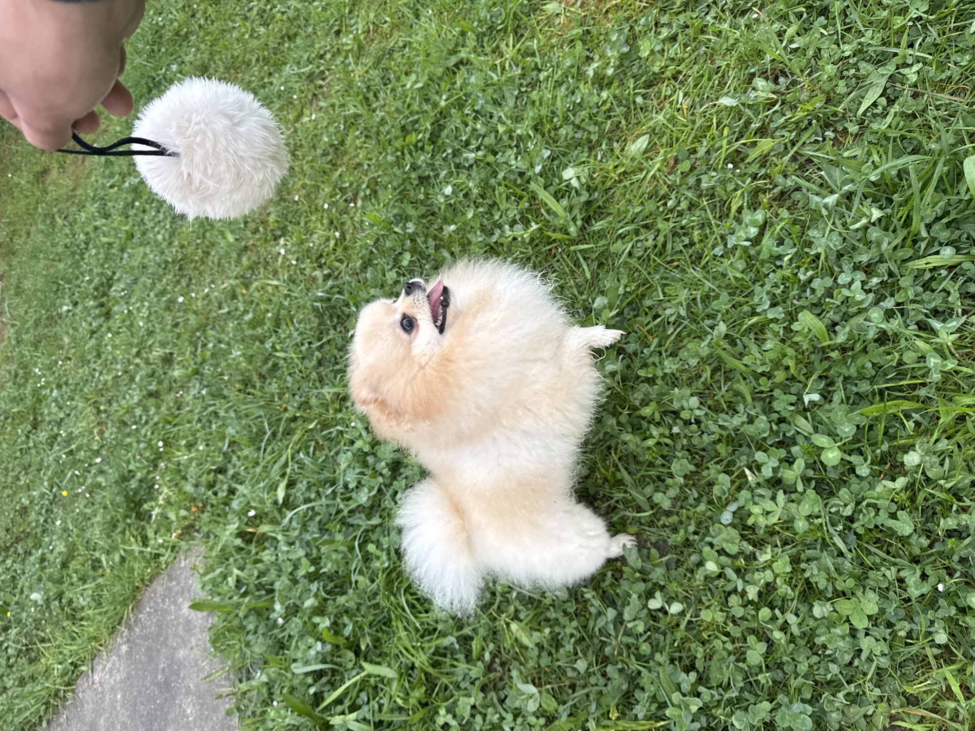 Pomeranian plays with toy on grass in German town