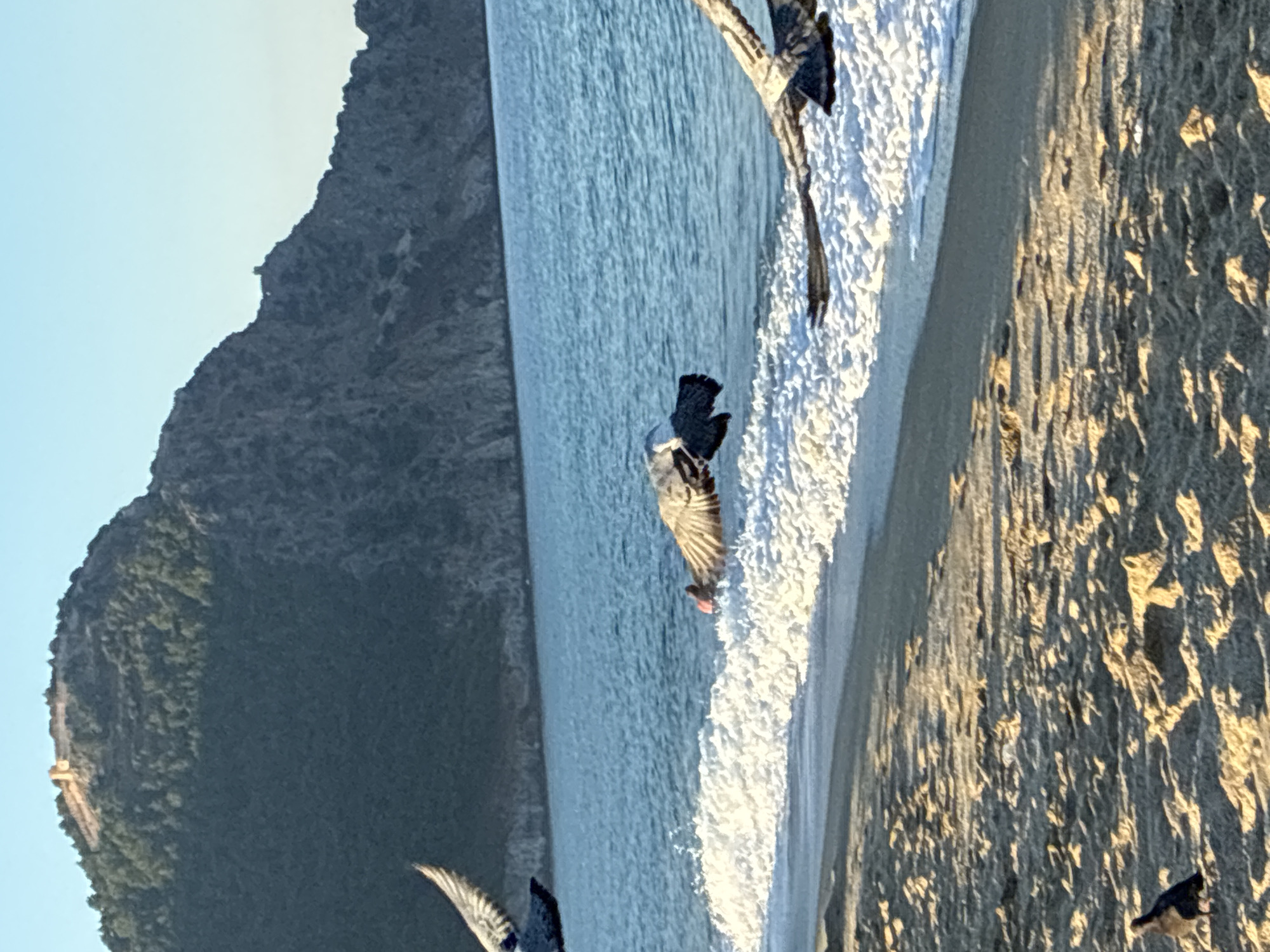 Pigeons in flight over Alanya's Mediterranean beach