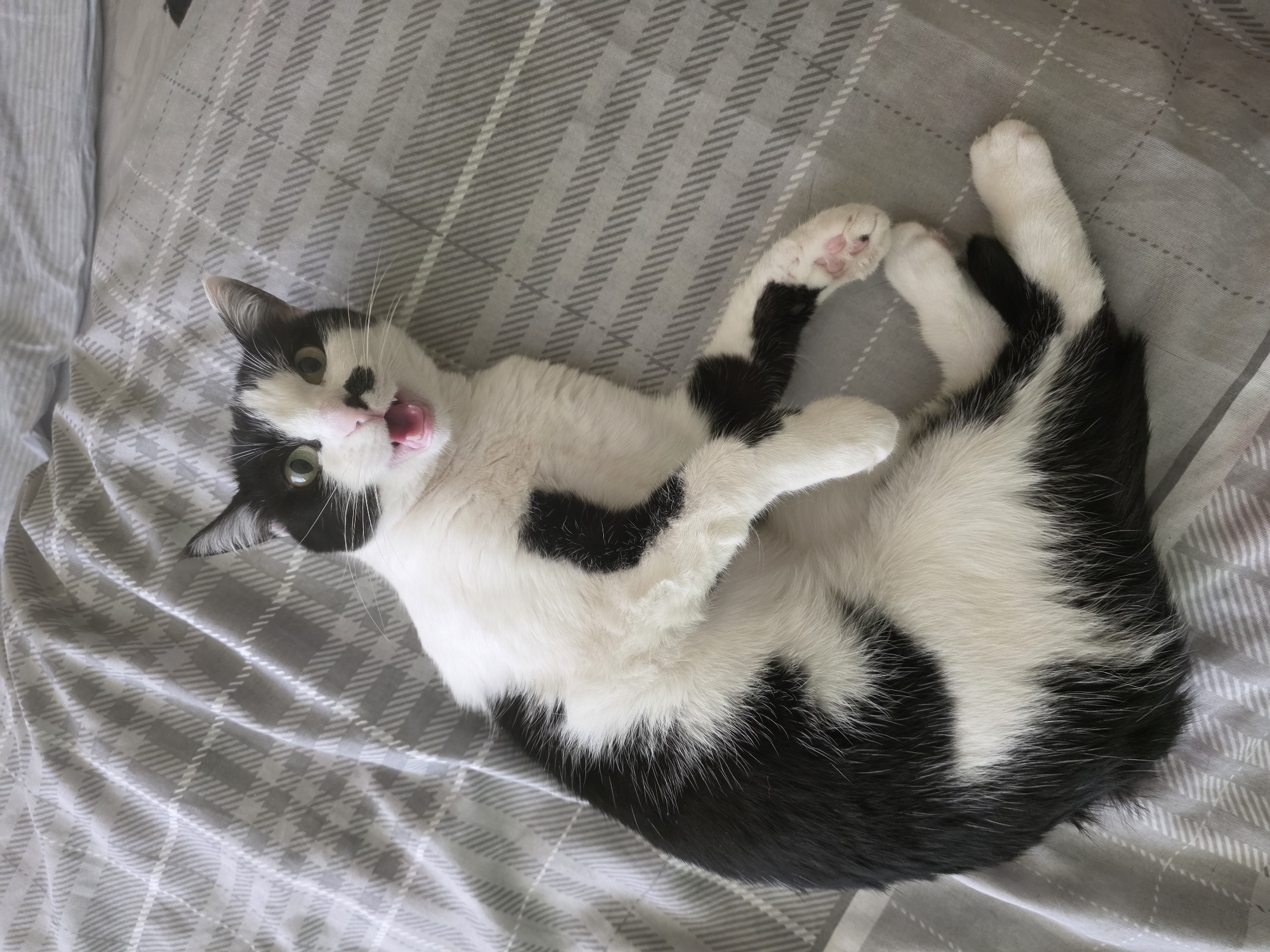 Cat plays on bed, driver sits in parked car