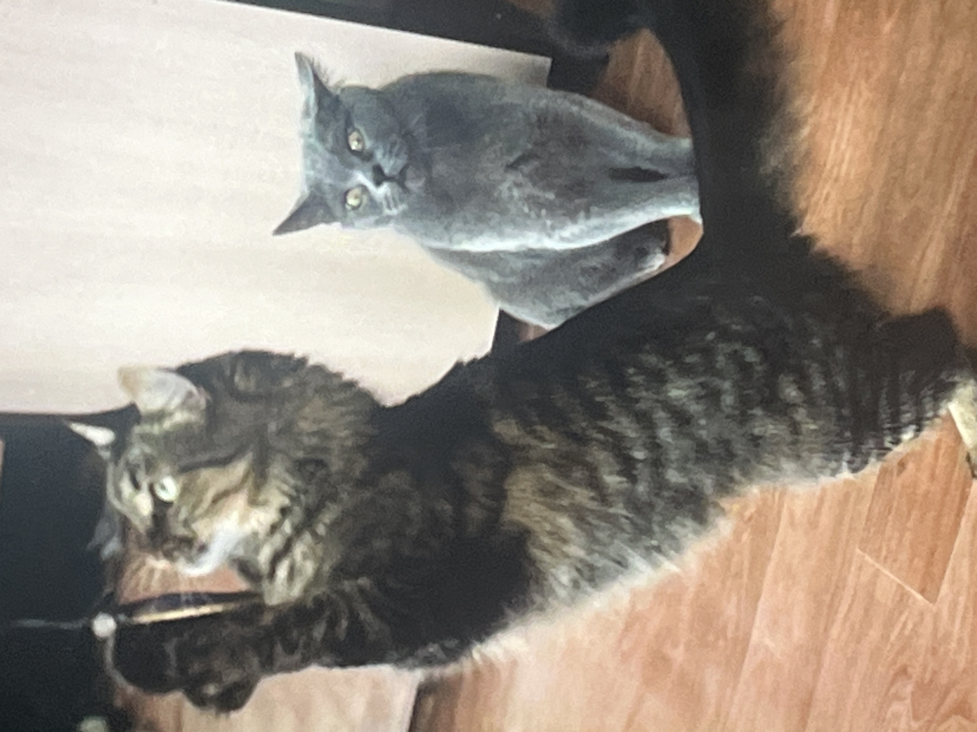 Cats at home in Belyye Berega, climbing, lounging, and exploring