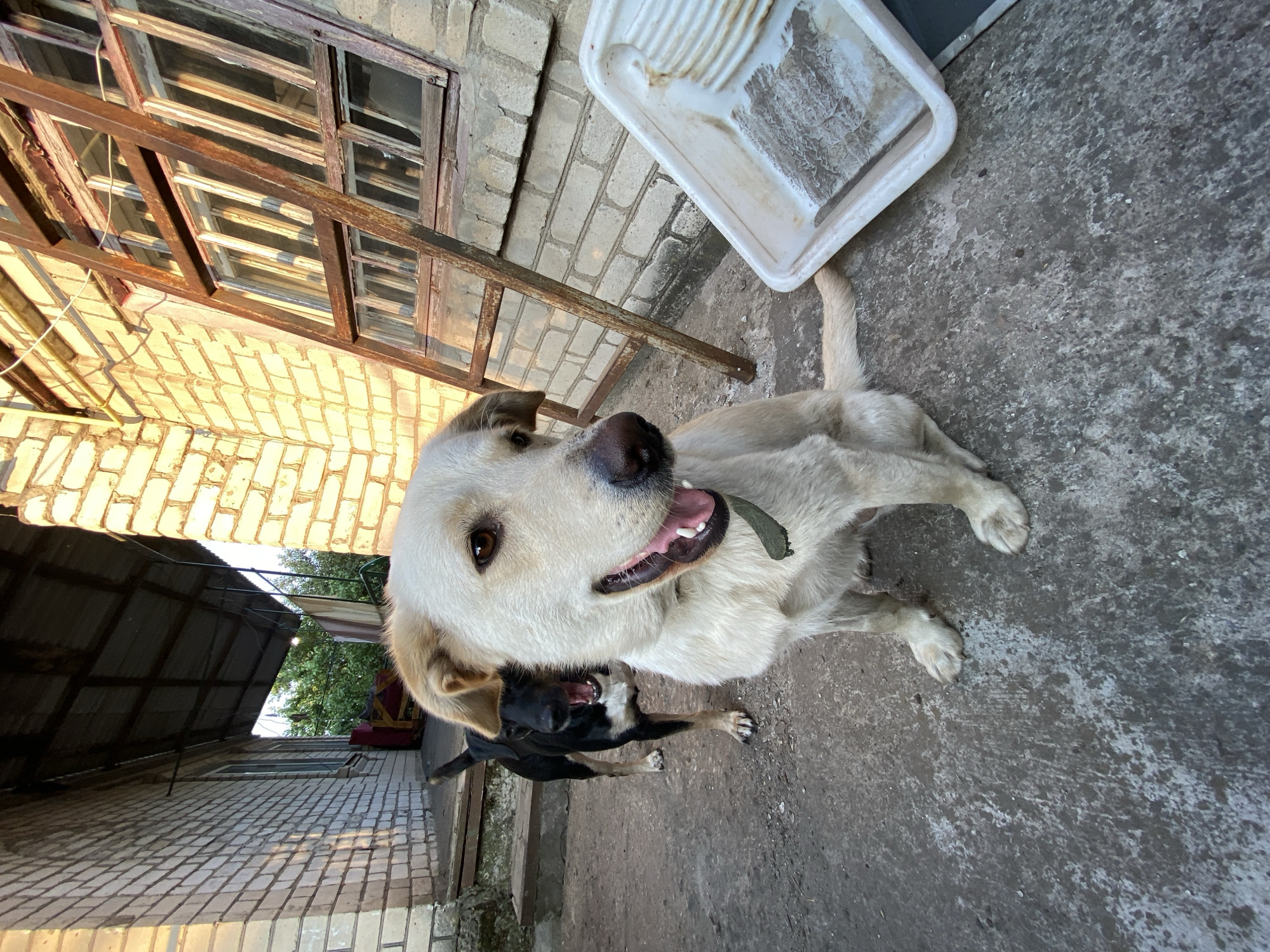 Two dogs in a fenced yard, Pervomaisk