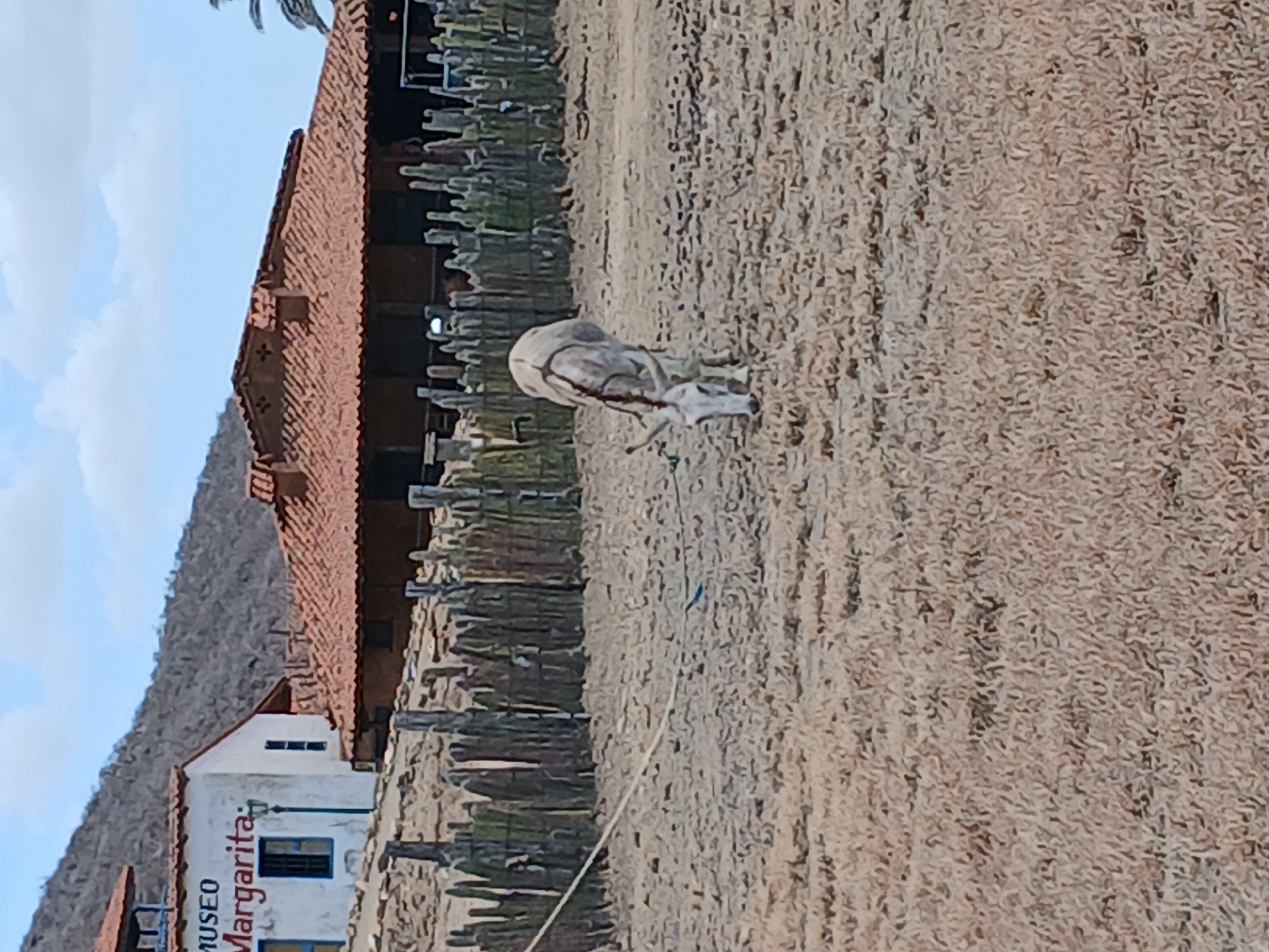 Donkey grazes near museum grounds in Juan Griego, Venezuela