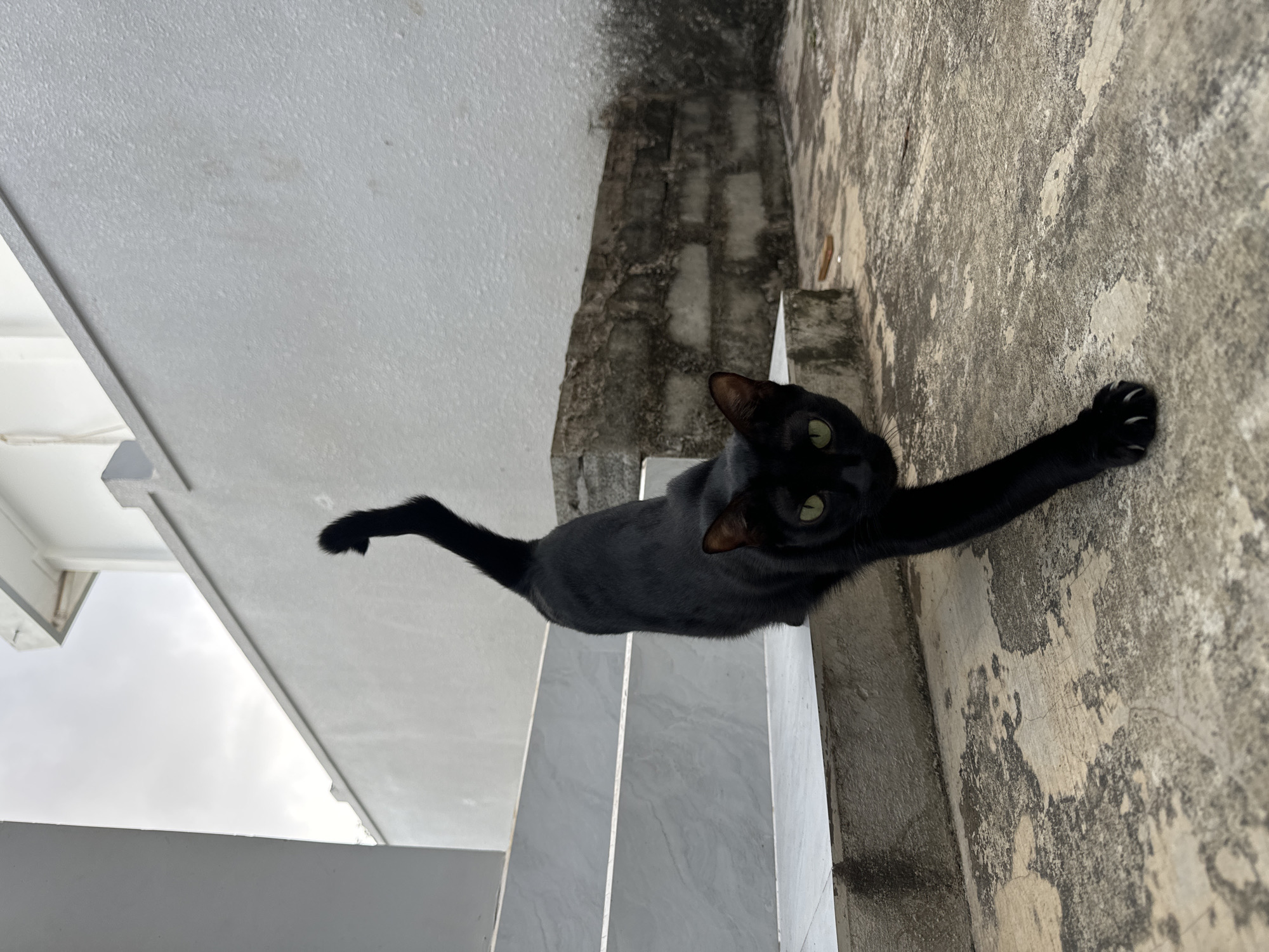 Late-night moments with black cat and resting woman in Mũi Né