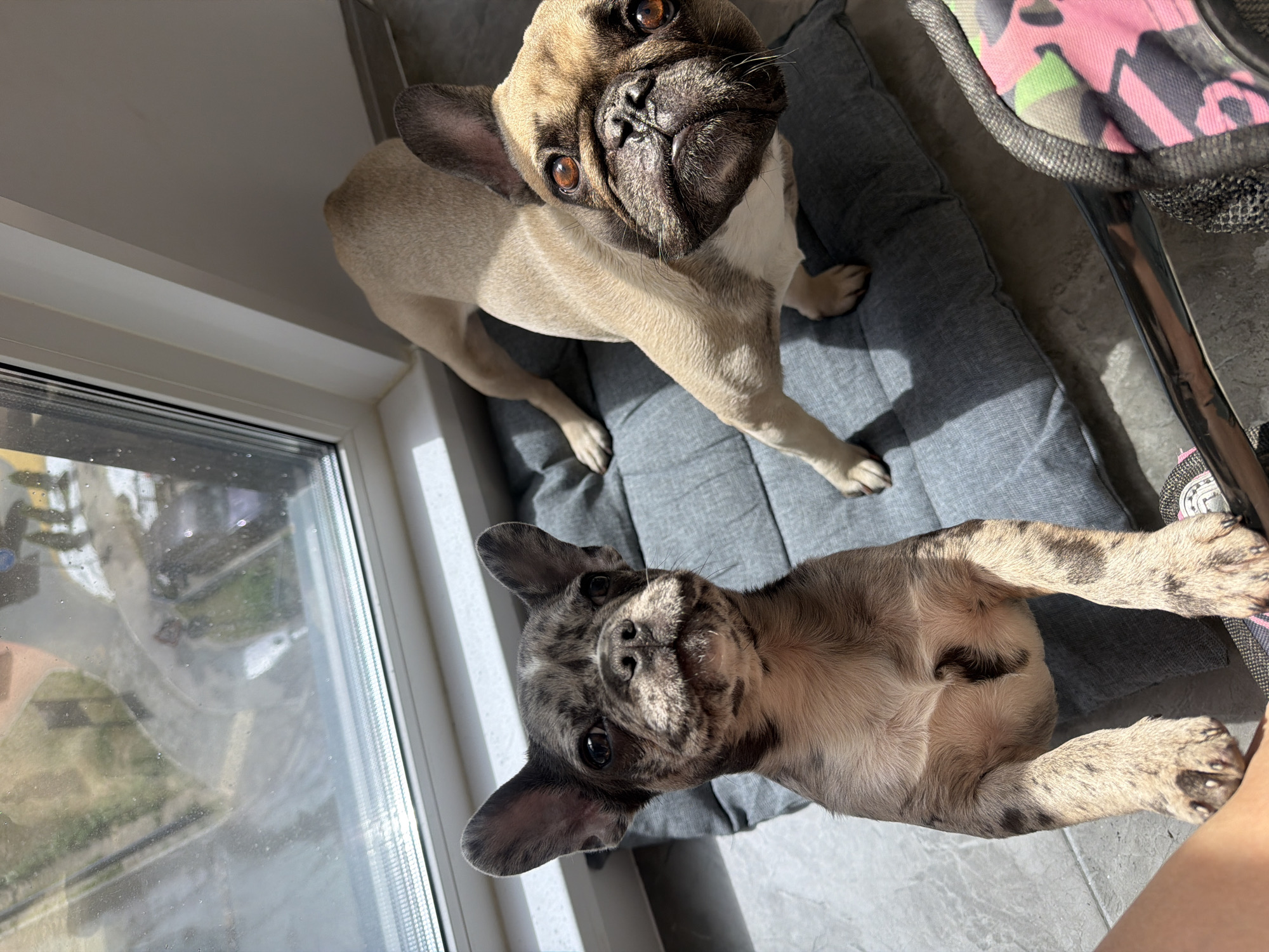 French Bulldogs observed indoors during rainy morning in Moscow