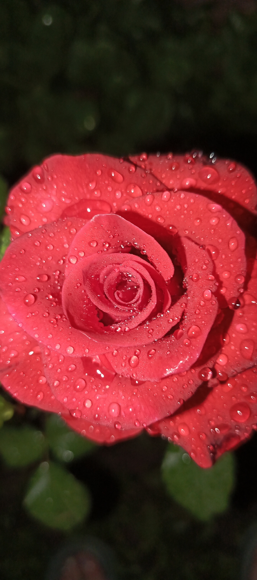 Rain-covered roses in a Russian garden, up close