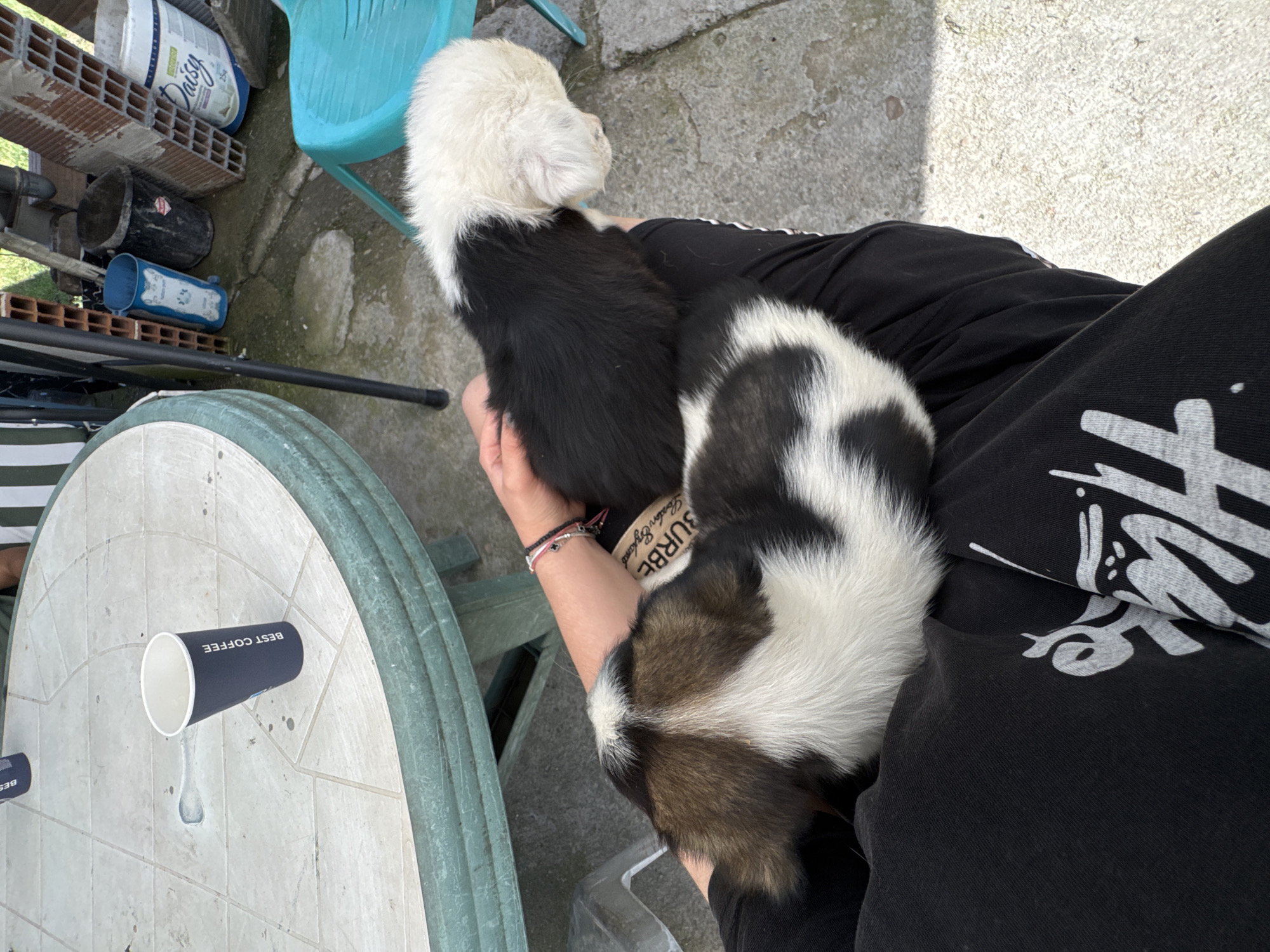 People play with puppies in Sredets, Bulgaria