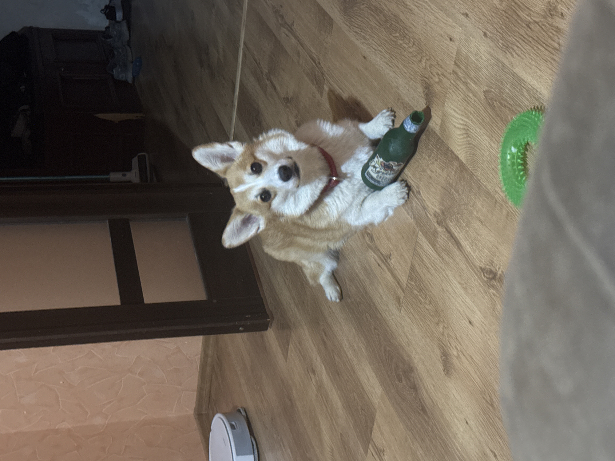 Corgi plays with green toy bottle on wooden floor