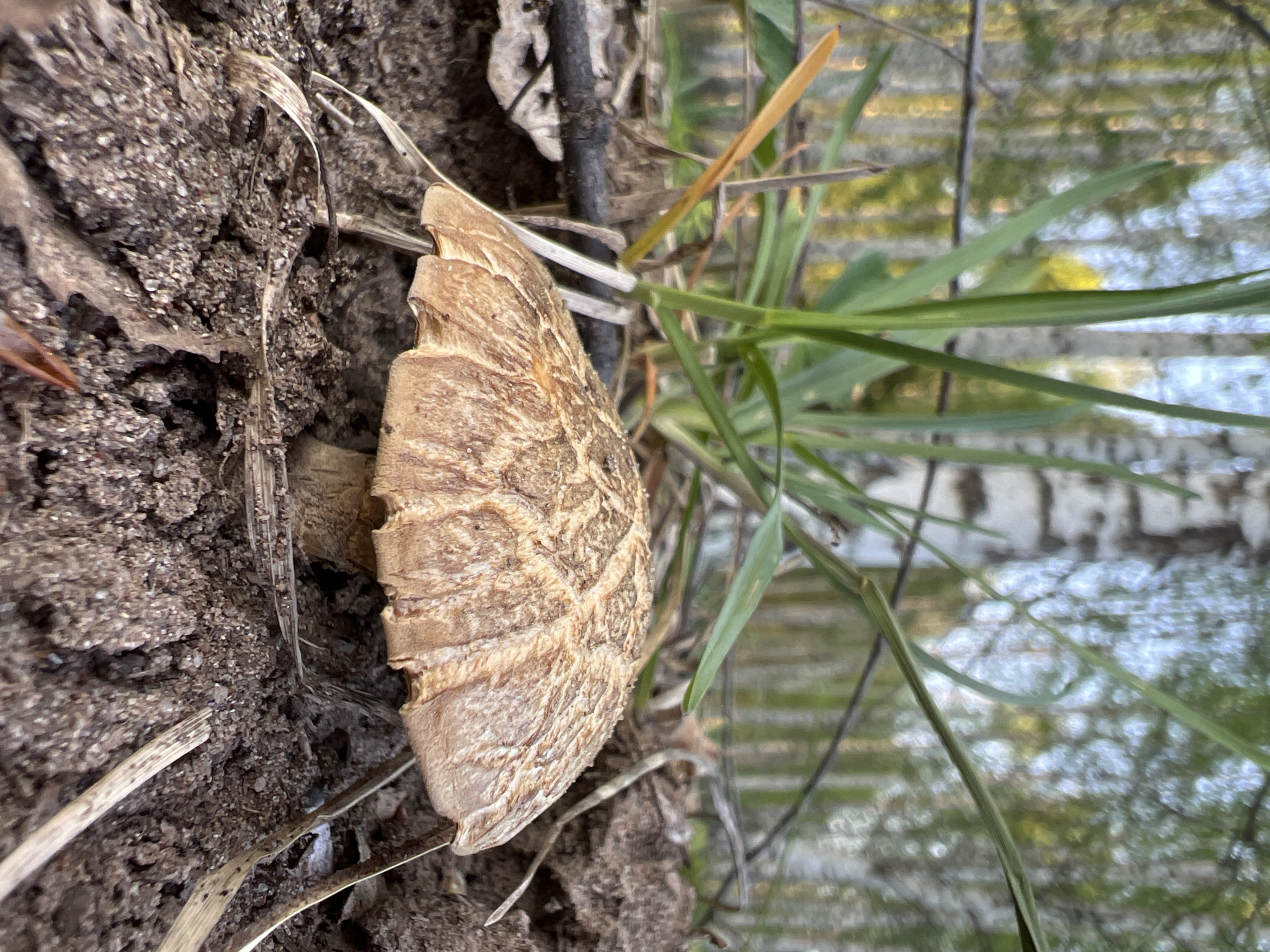 Nature photographer documents forest ecosystem wildlife in Zhigalki, Russia