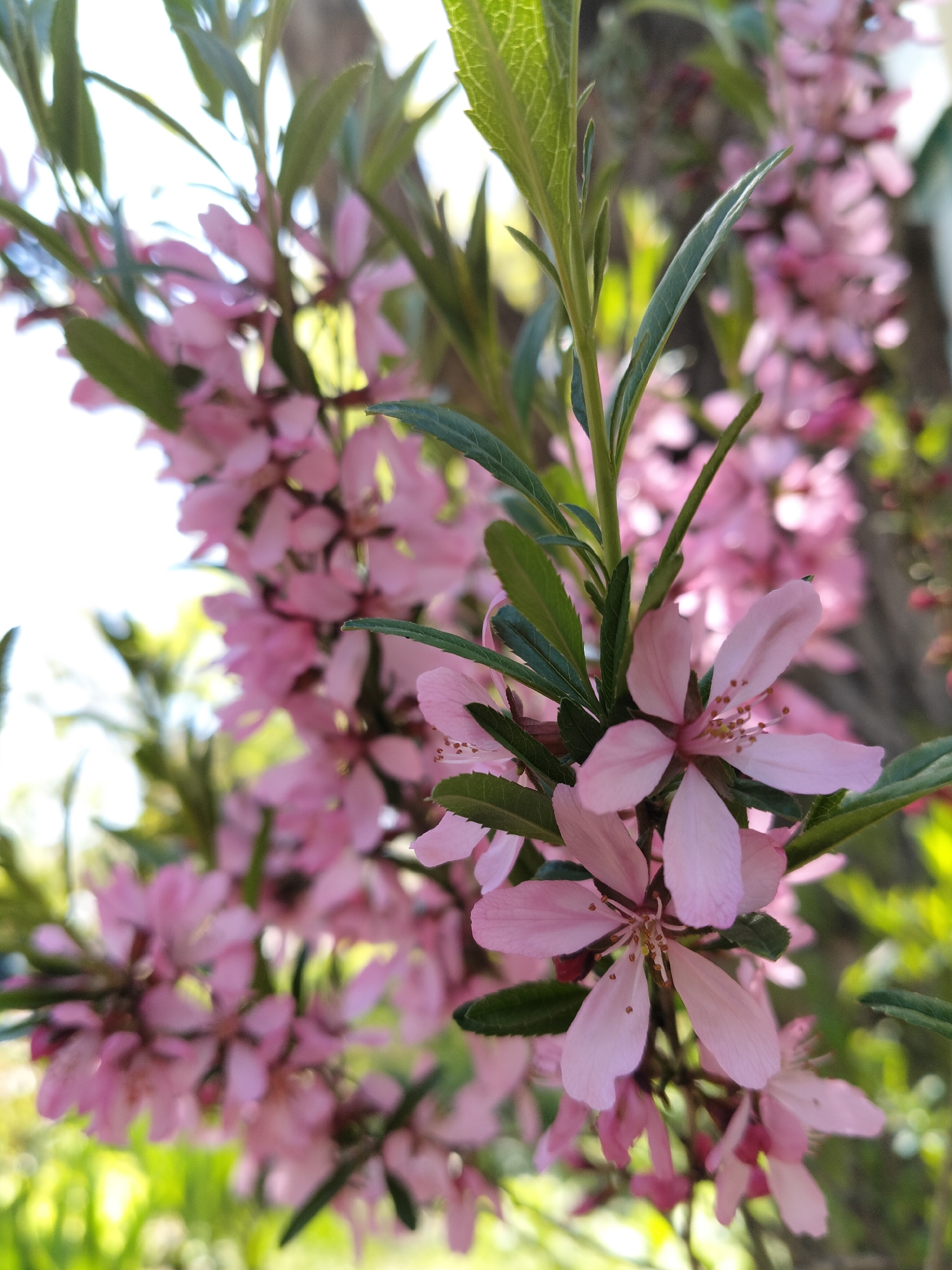 Spring blooms observed in Kharkiv amid seasonal flowering
