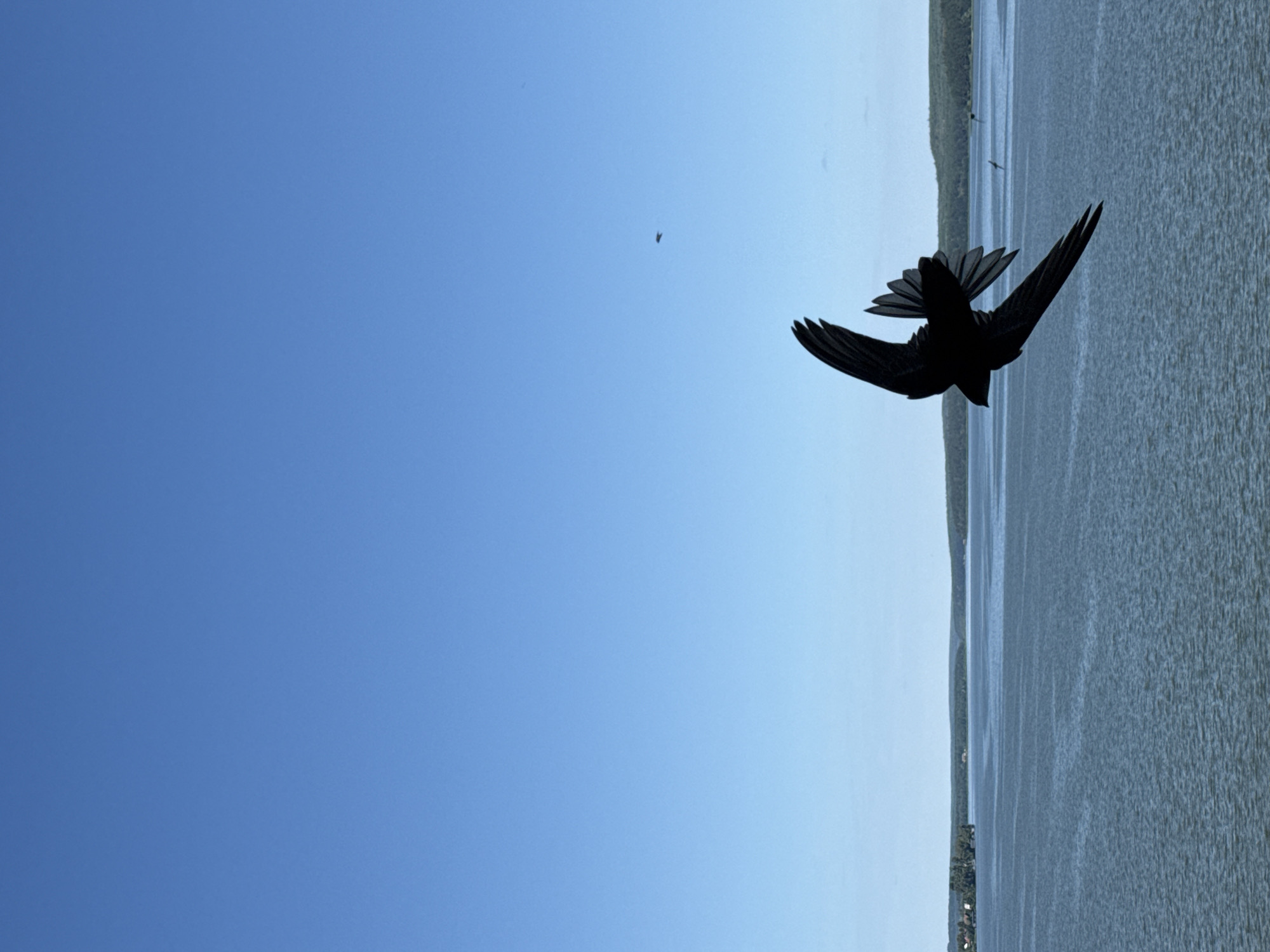 Swifts over a calm lake in Votkinsk on a clear morning