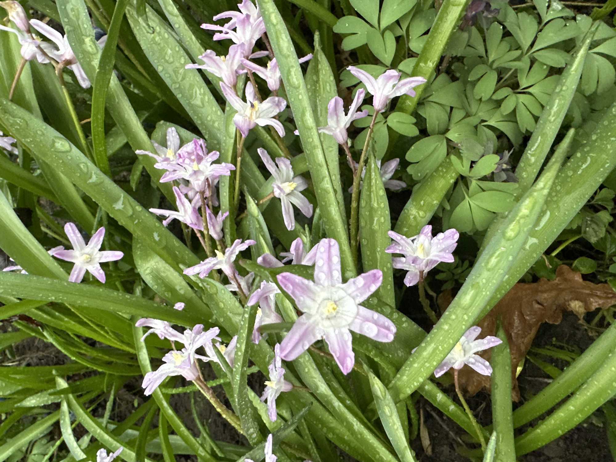 Spring flowers bloom after rain in Zelenograd, Russia