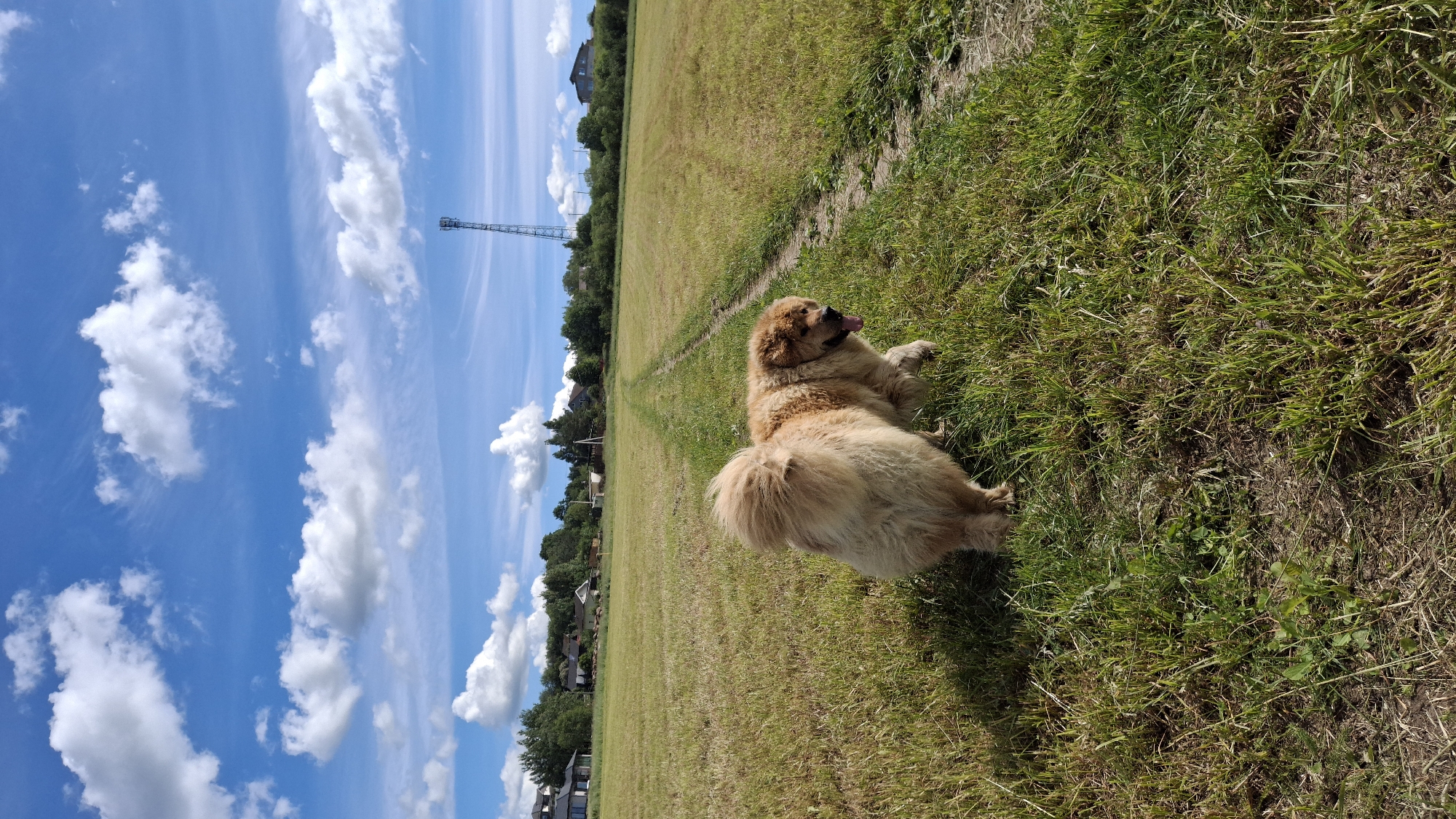 Fluffy dogs roaming sunny rural fields in Kempelevo