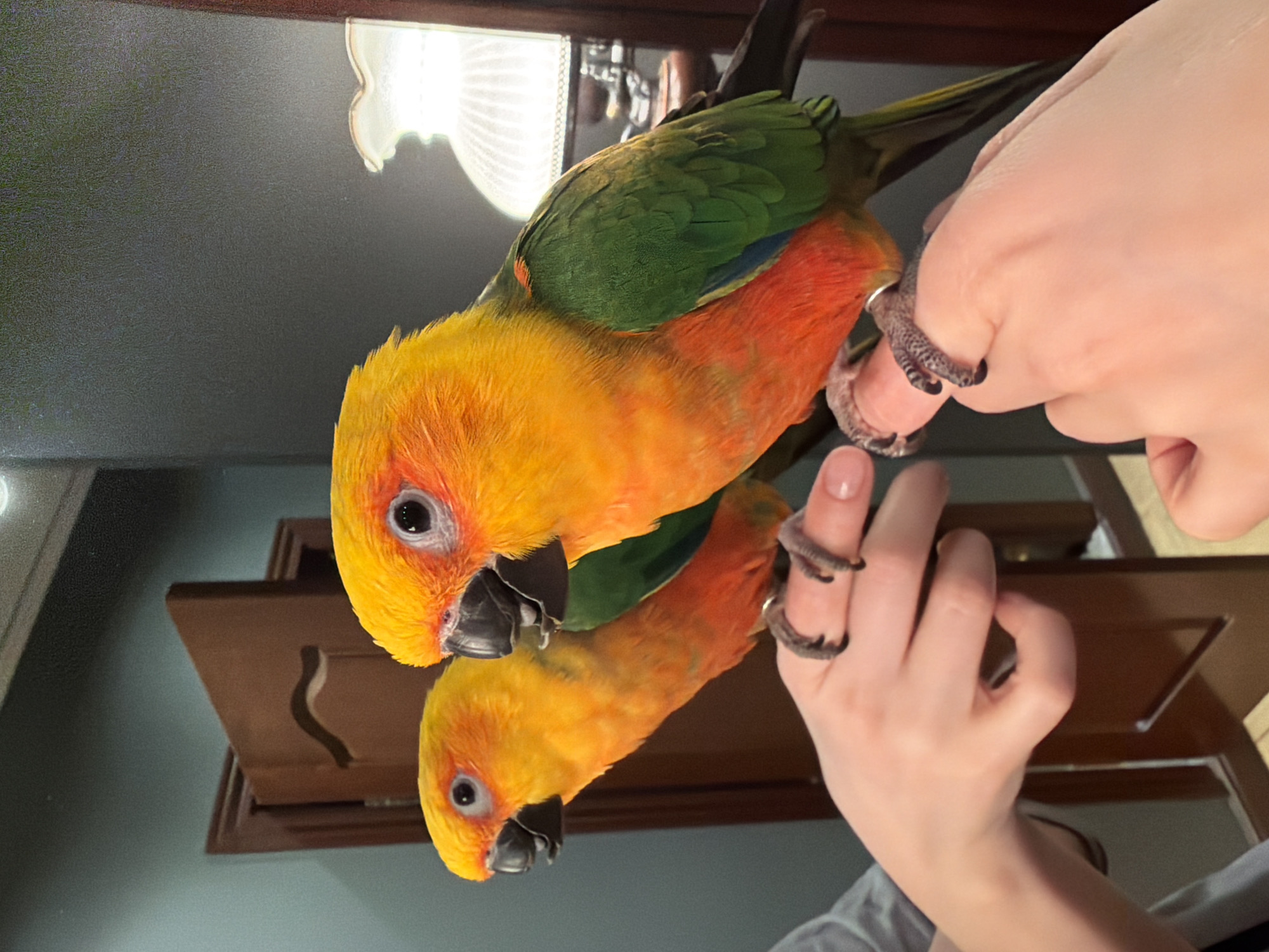 Colorful parrot photographed on hand in Khimki, Russia