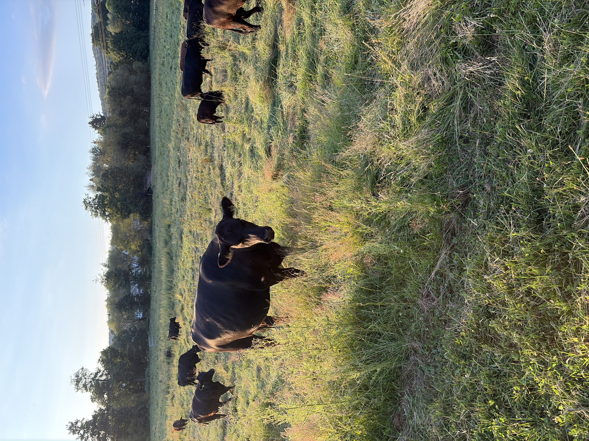 Countryside afternoon: grazing cattle, dramatic skies, and old village streets