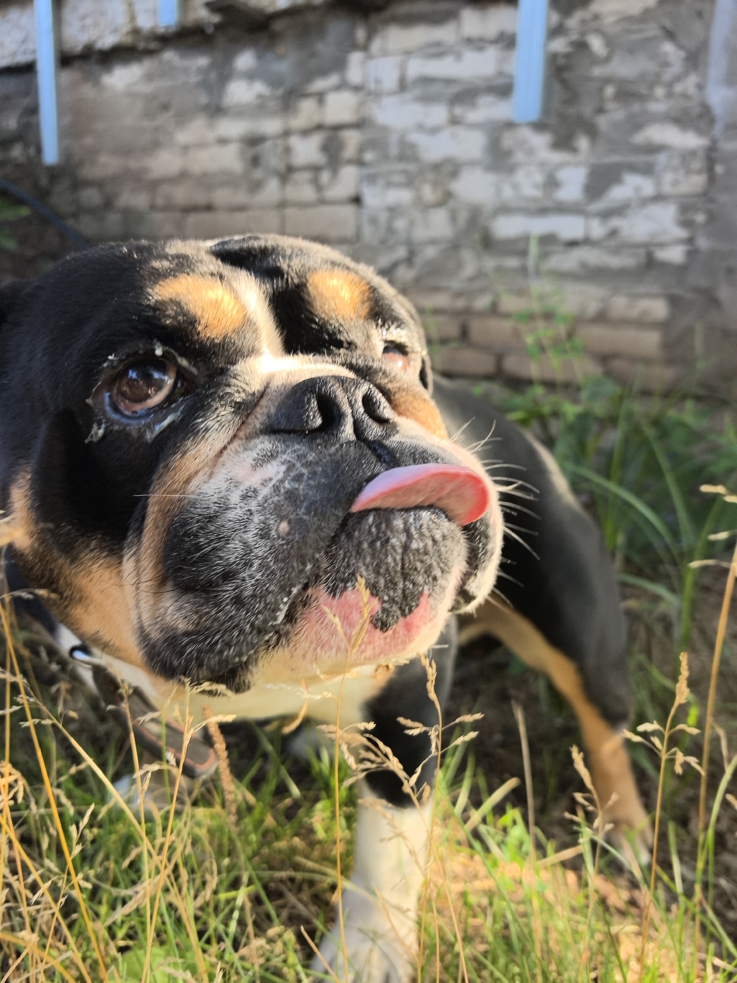 English Bulldog chilling outside a brick wall in Chaikovsky