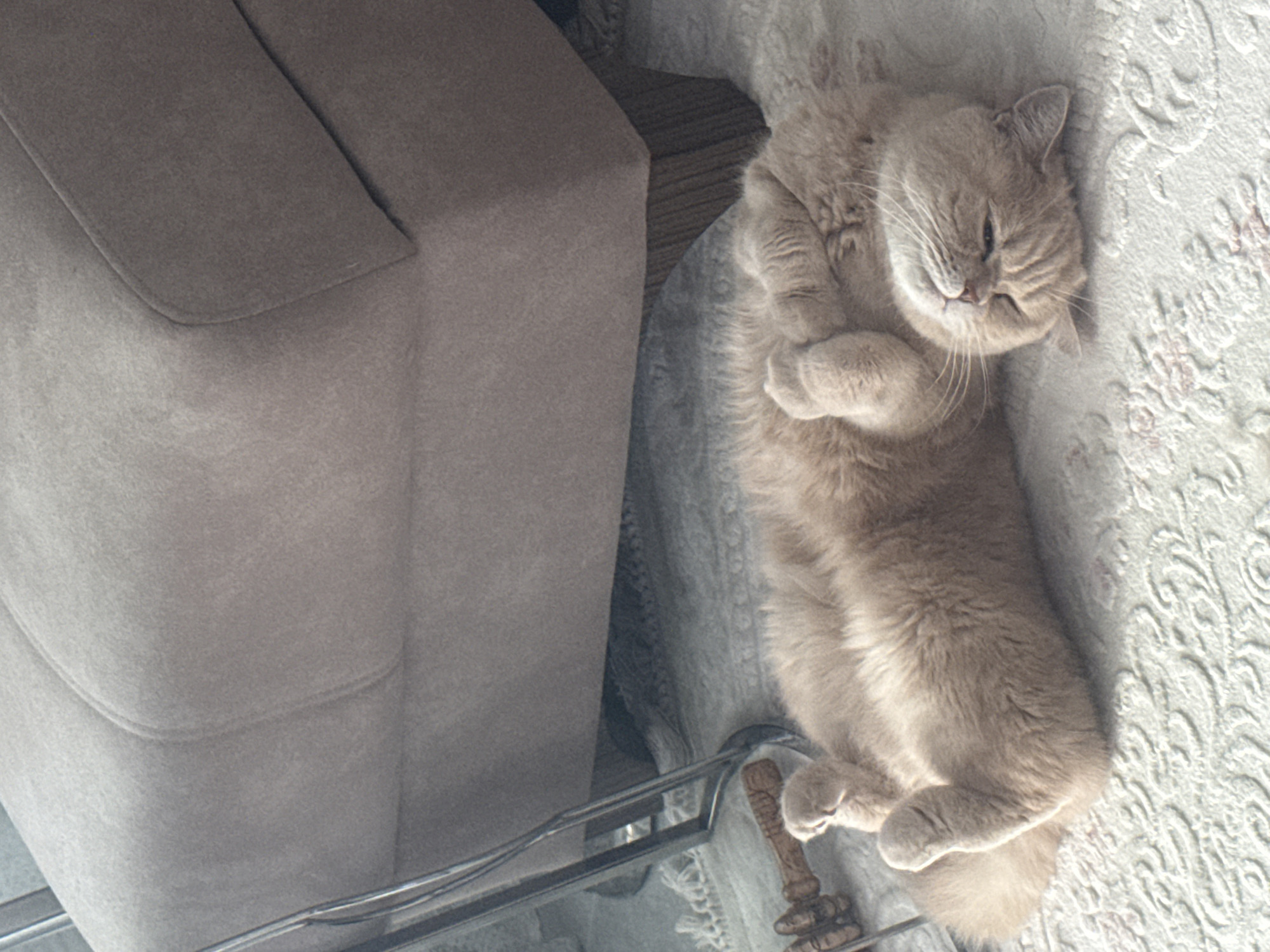 Cat observed resting peacefully indoors during morning hours