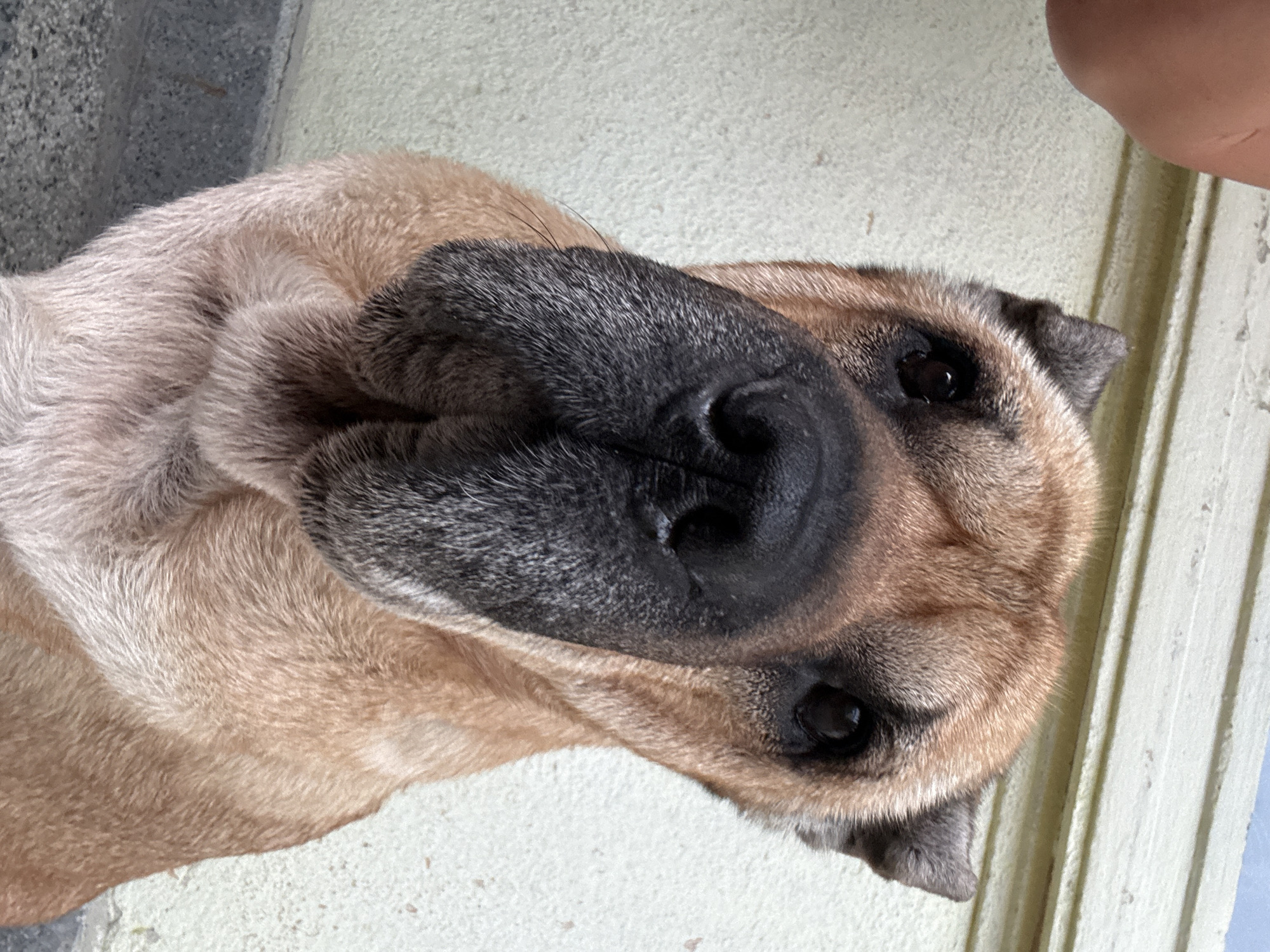 Pit bulls and big dogs hanging out in Varna