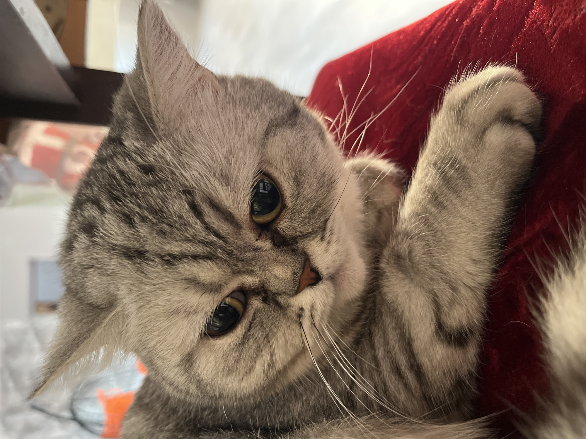 Gray tabby cat photographed on red surface in Chaikovsky