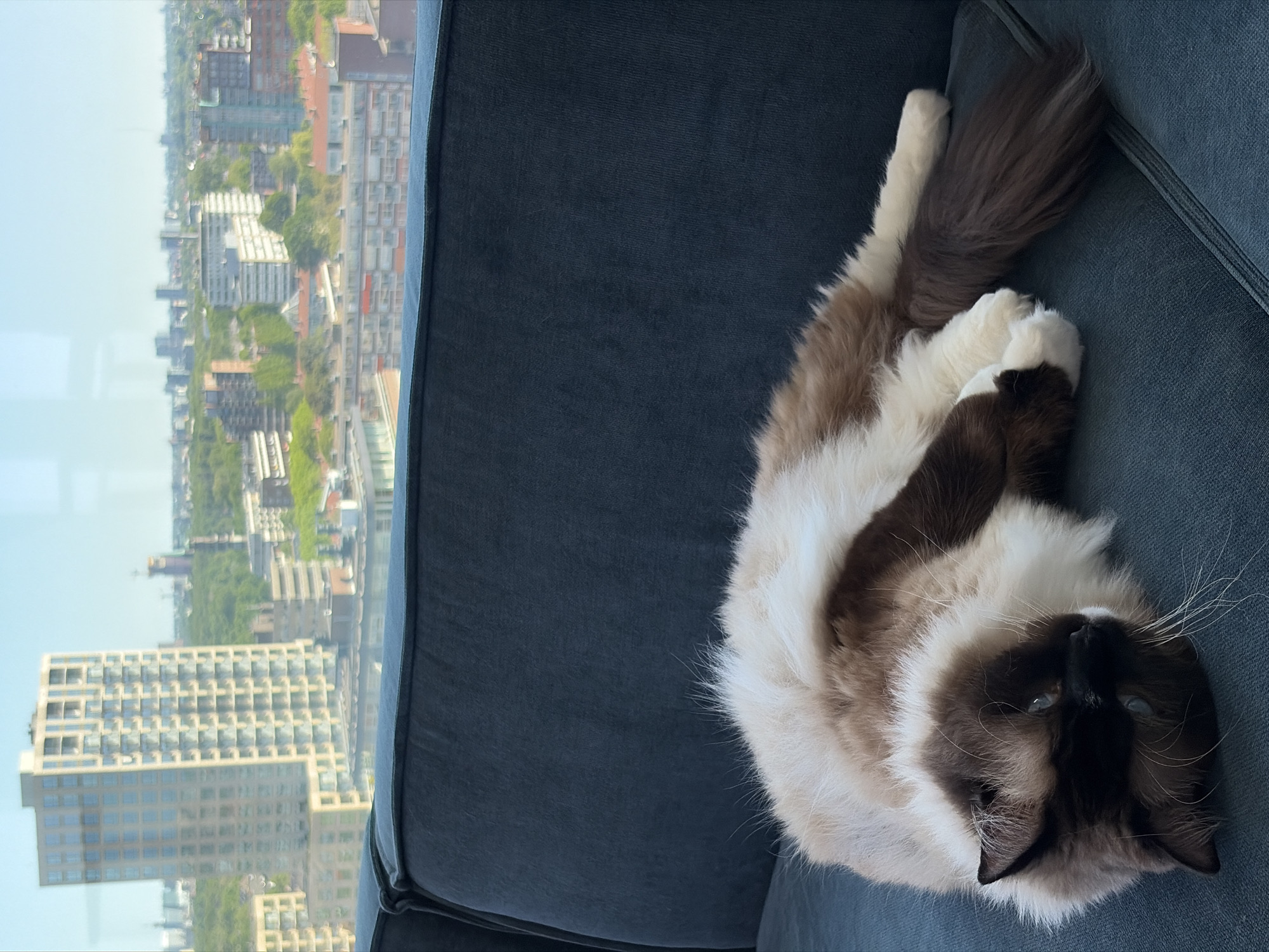 Ragdoll cat filmed resting, being petted on couch in Rijswijk