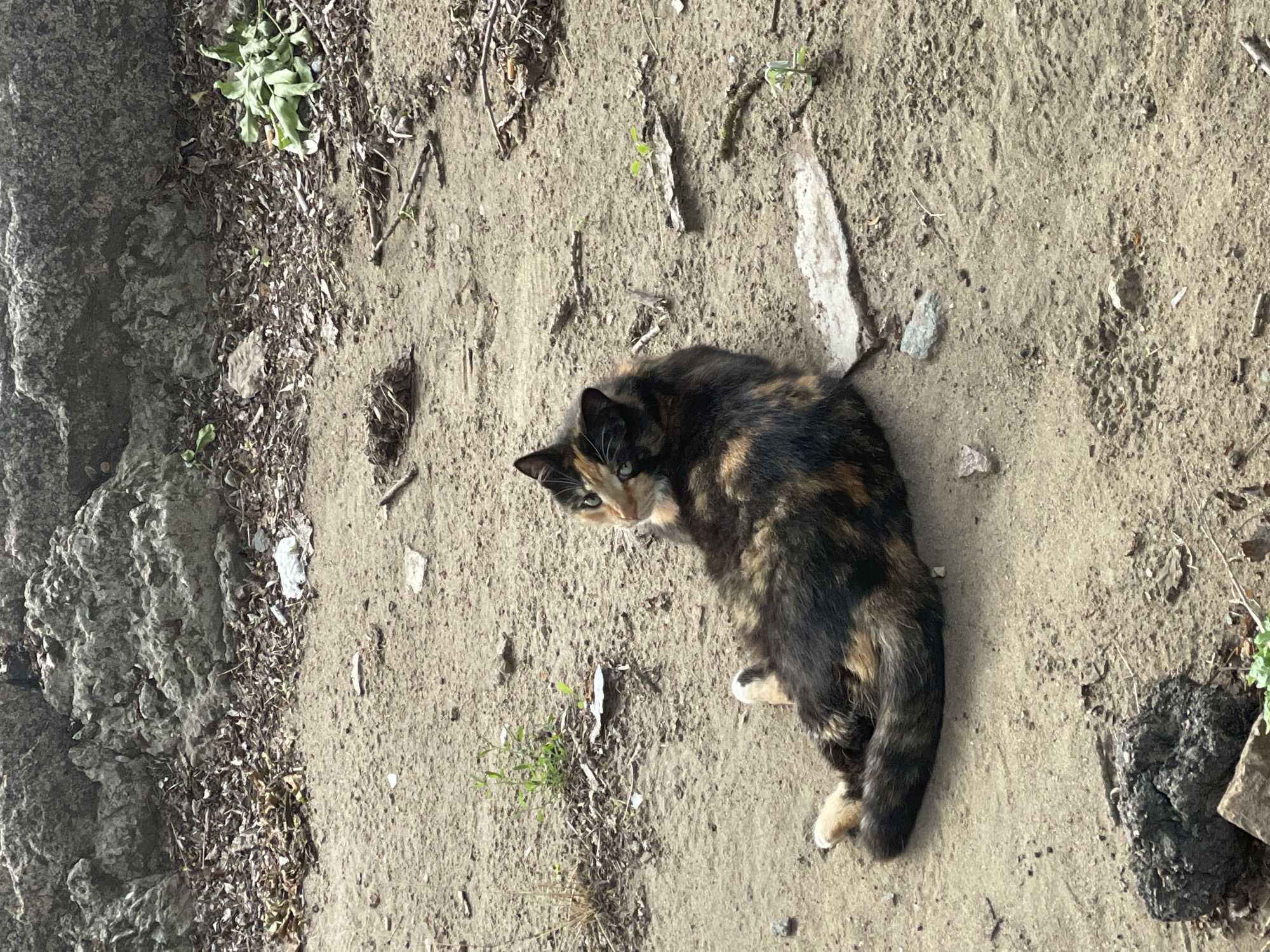 Tortoiseshell cat spotted on Mykolaiv streets amid urban decay