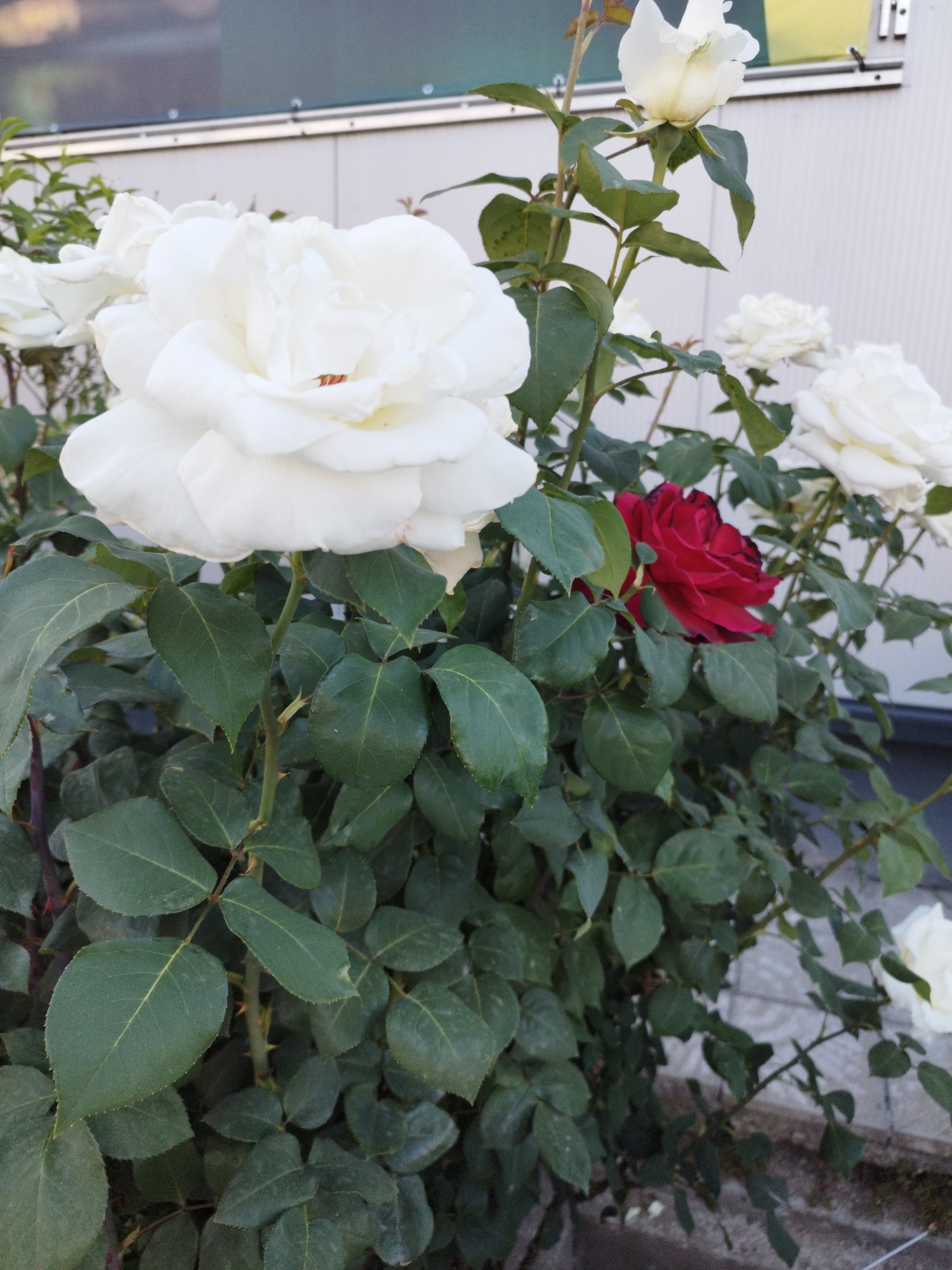 Colorful rose garden blooms captured in Sofia, Bulgaria