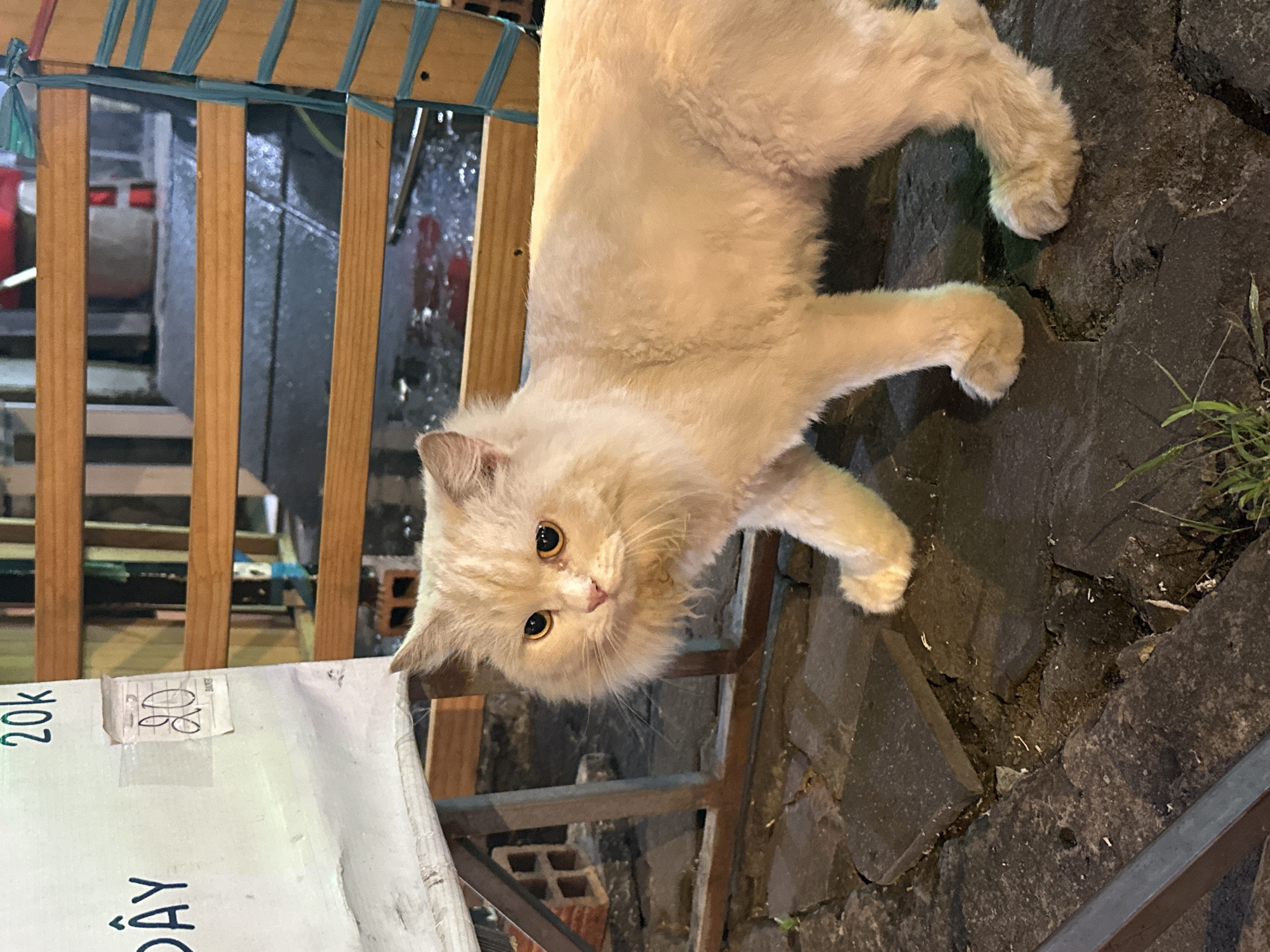 Street cats and Vietnamese lunch documented in Ho Chi Minh City