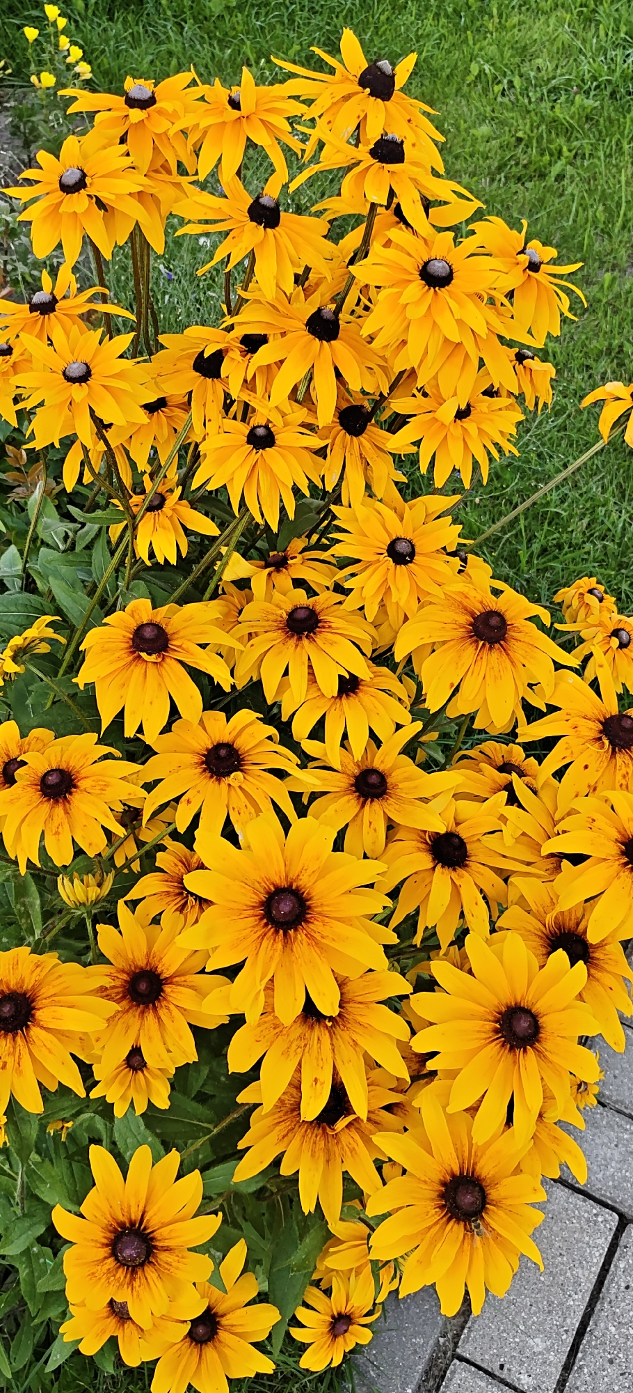 A Noginsk garden in full summer bloom, flower by flower.